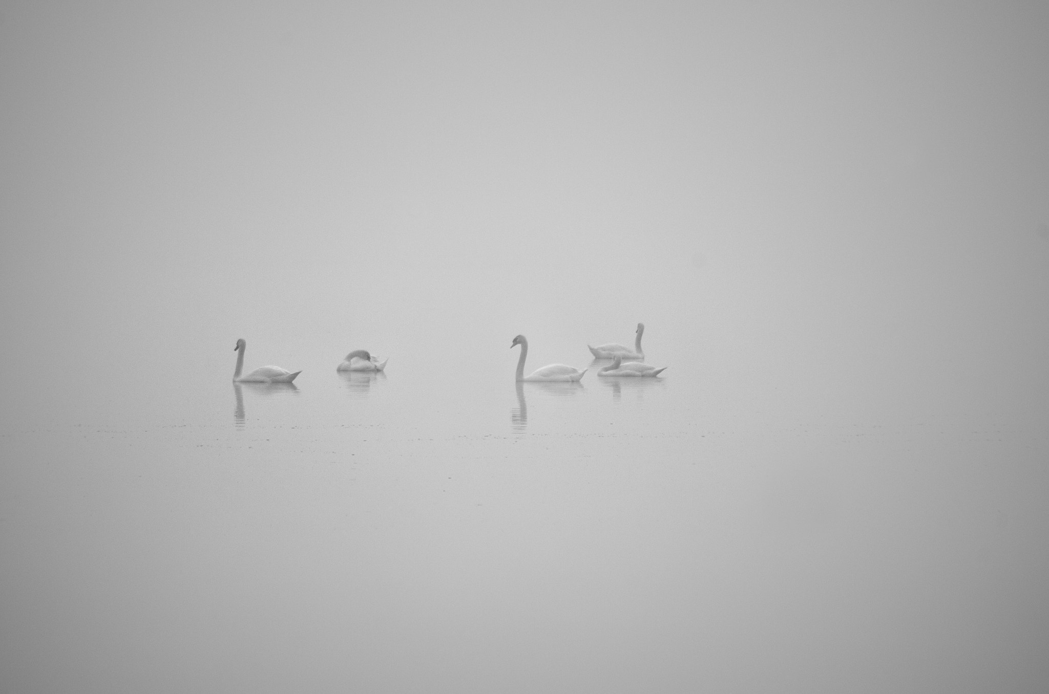 Pentax smc DA 55-300mm F4.0-5.8 ED sample photo. Swans in fog photography