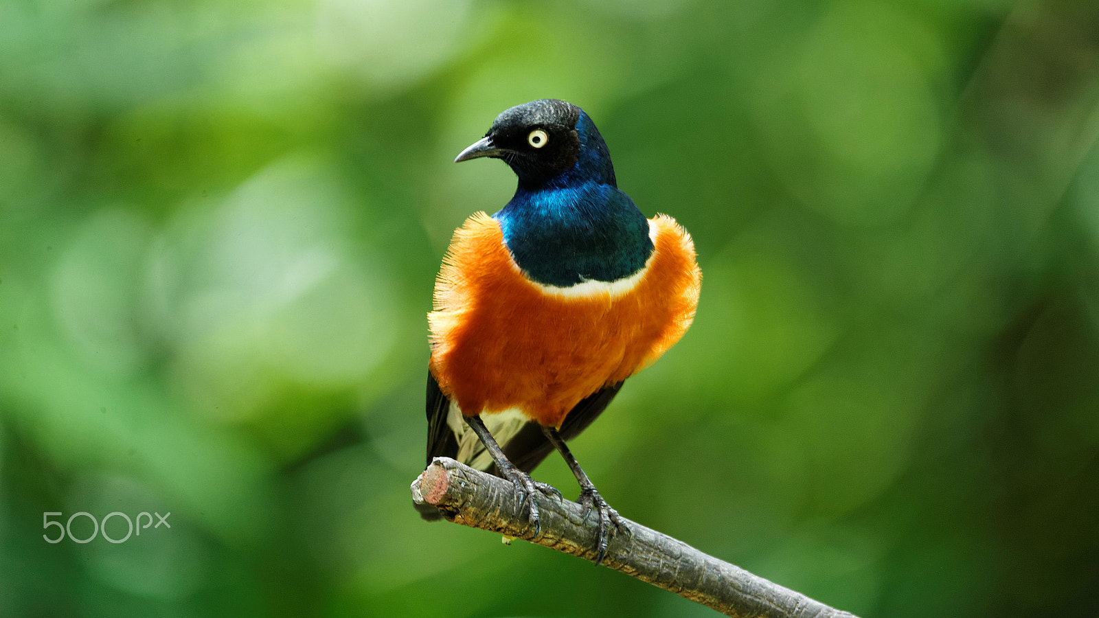 Tamron SP 150-600mm F5-6.3 Di VC USD sample photo. Bird park photography
