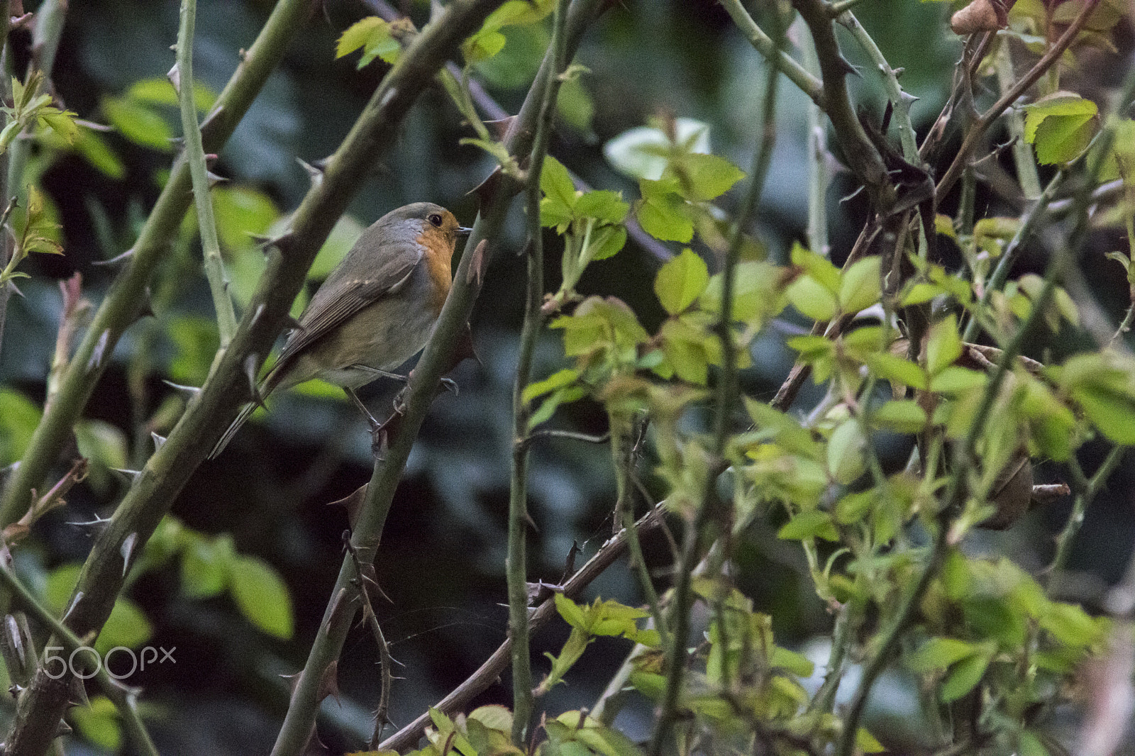 Sony SLT-A68 + Minolta AF 200mm F2.8 HS-APO G sample photo. Pettirosso in giardino! photography