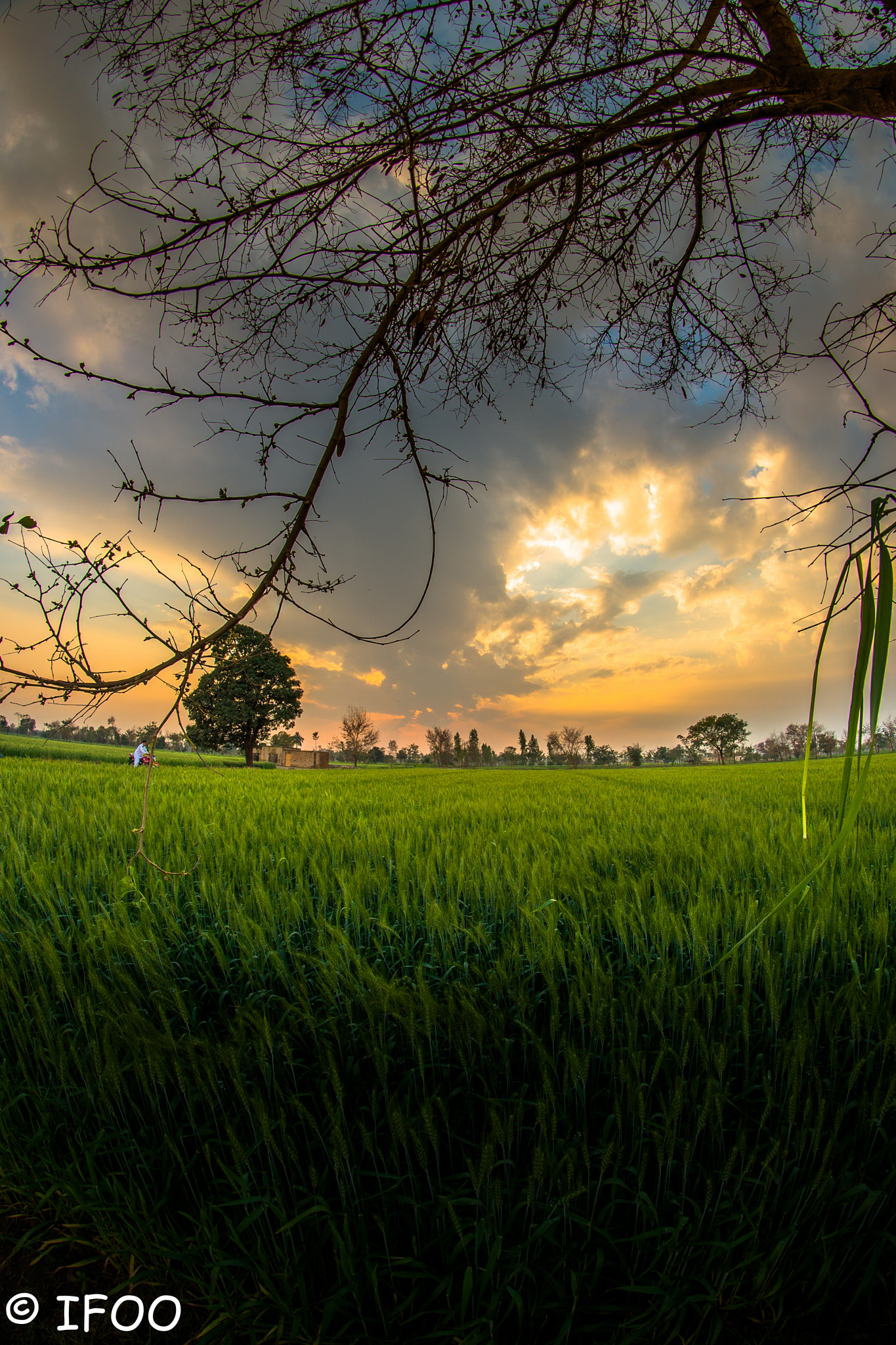 Nikon D610 + Samyang 8mm F3.5 Aspherical IF MC Fisheye sample photo. Sunset photography