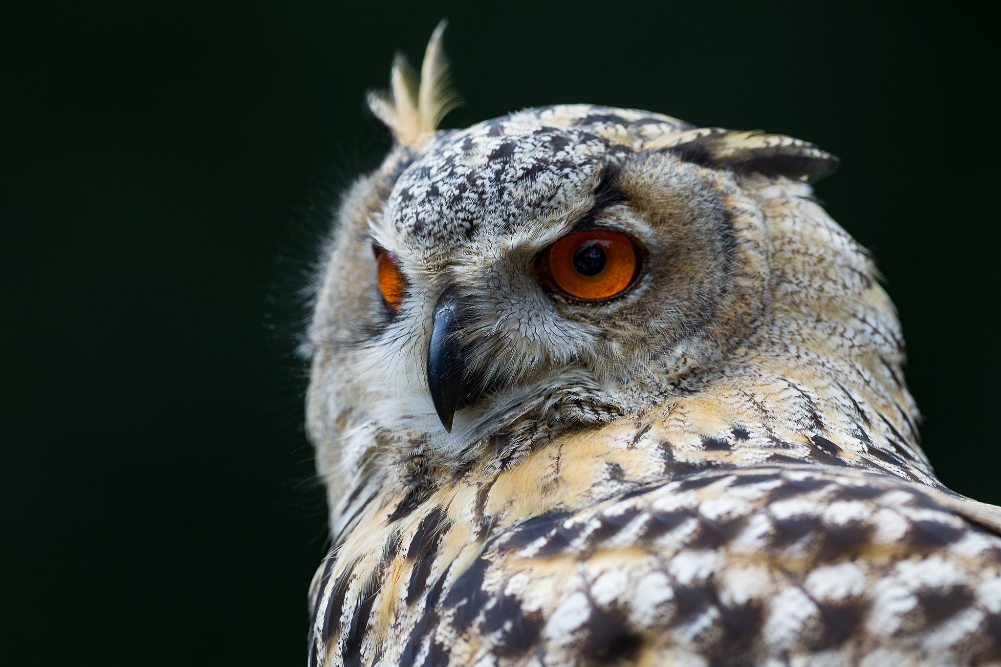 Canon EOS-1D X sample photo. Eagle owl portrait... photography
