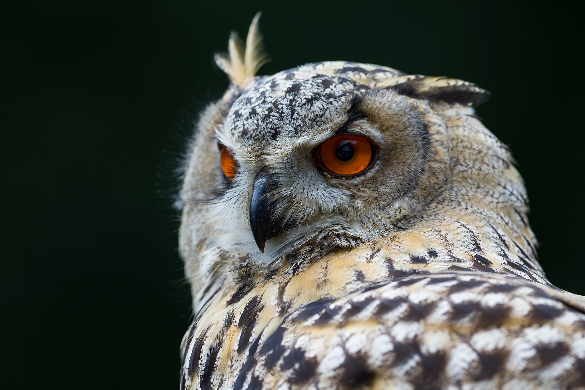 Canon EF 300mm F2.8L IS II USM sample photo. Eagle owl portrait... photography