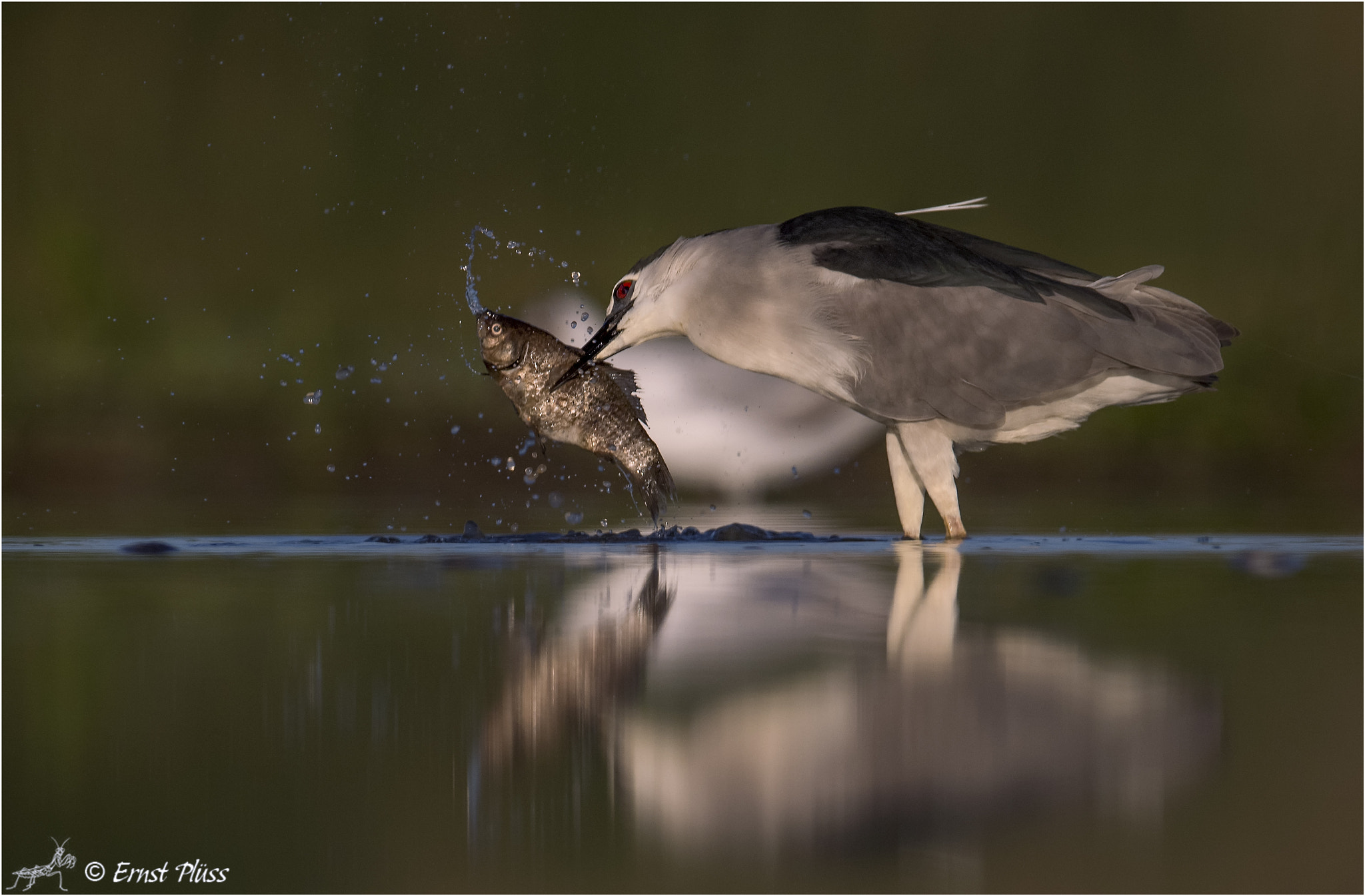 Nikon AF-S Nikkor 600mm F4E FL ED VR sample photo. Hunting, early in the morning photography