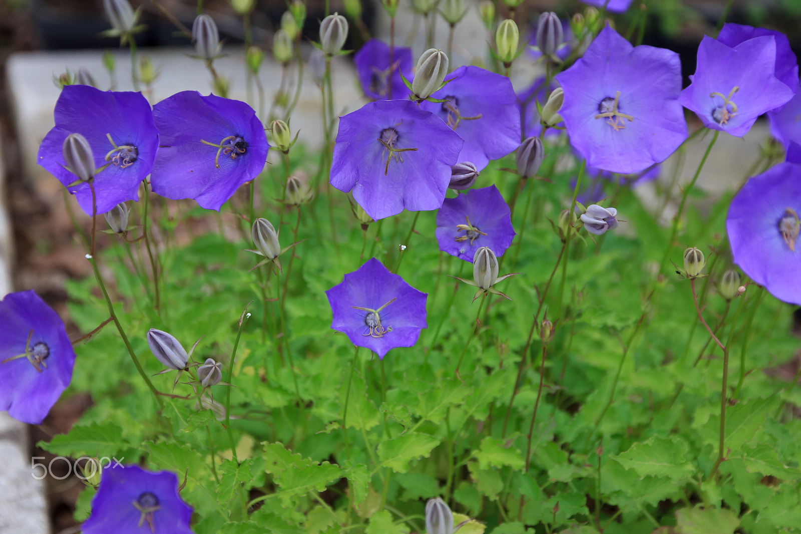 Canon EOS 60D sample photo. Carpathian harebell photography