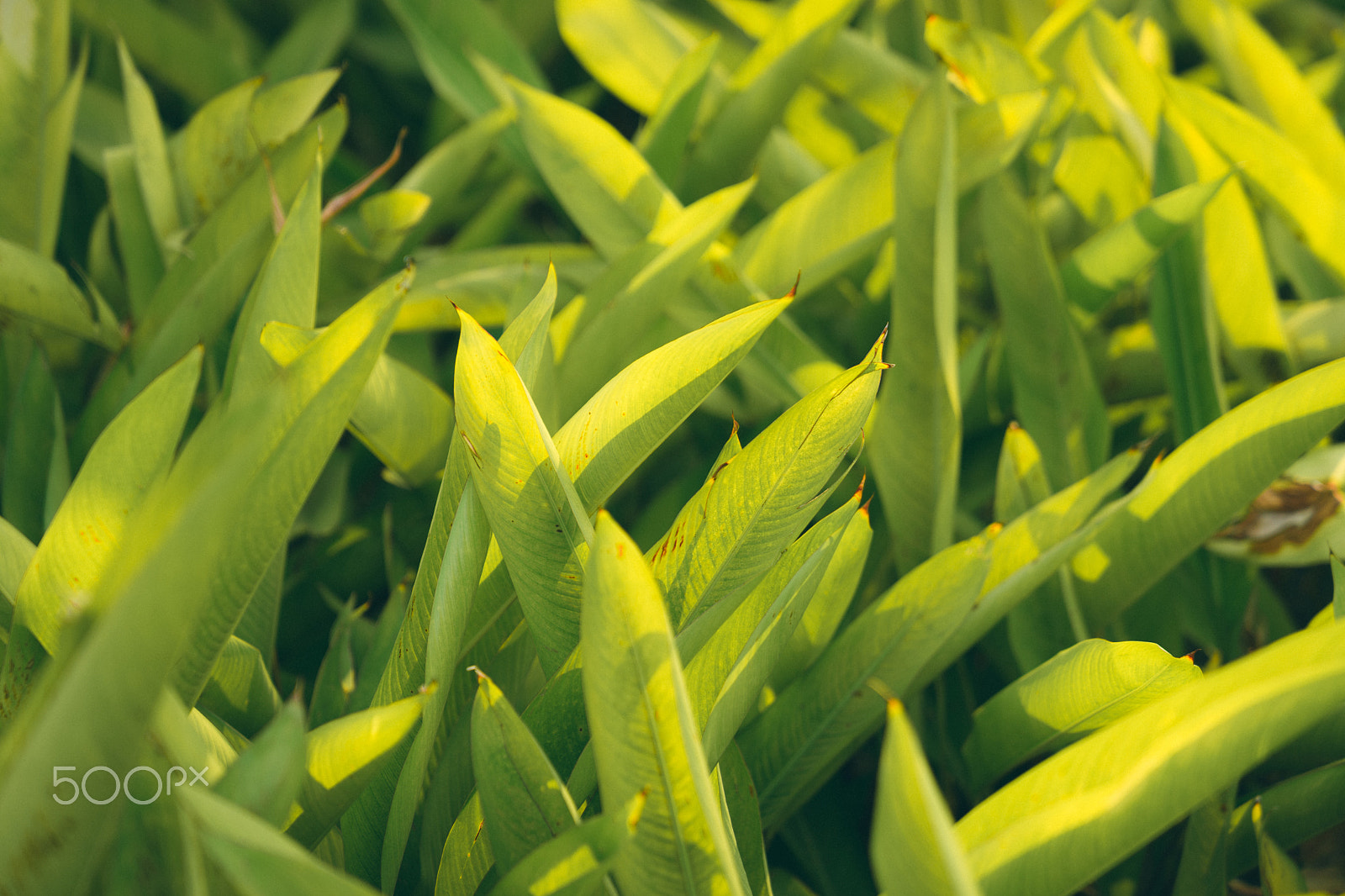 Sony a7 II + Sony FE 24-70mm F2.8 GM sample photo. Leaf photography