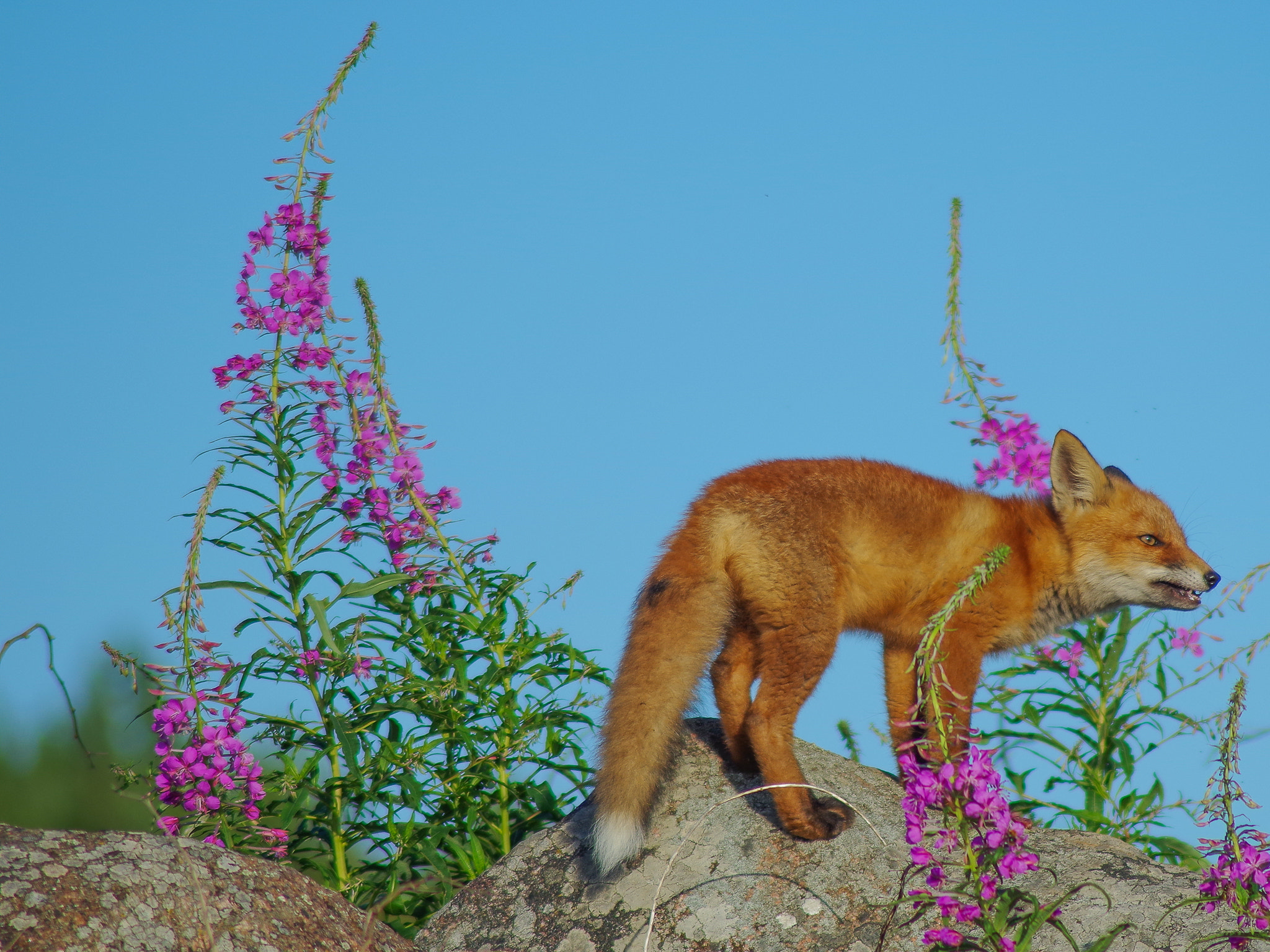 Tamron AF 70-300mm F4-5.6 LD Macro 1:2 sample photo. Vulpes vulpes photography