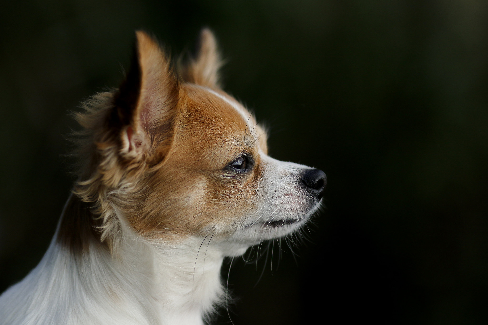 Canon EOS 7D Mark II + Canon EF 135mm F2L USM sample photo. Chihuahua photography