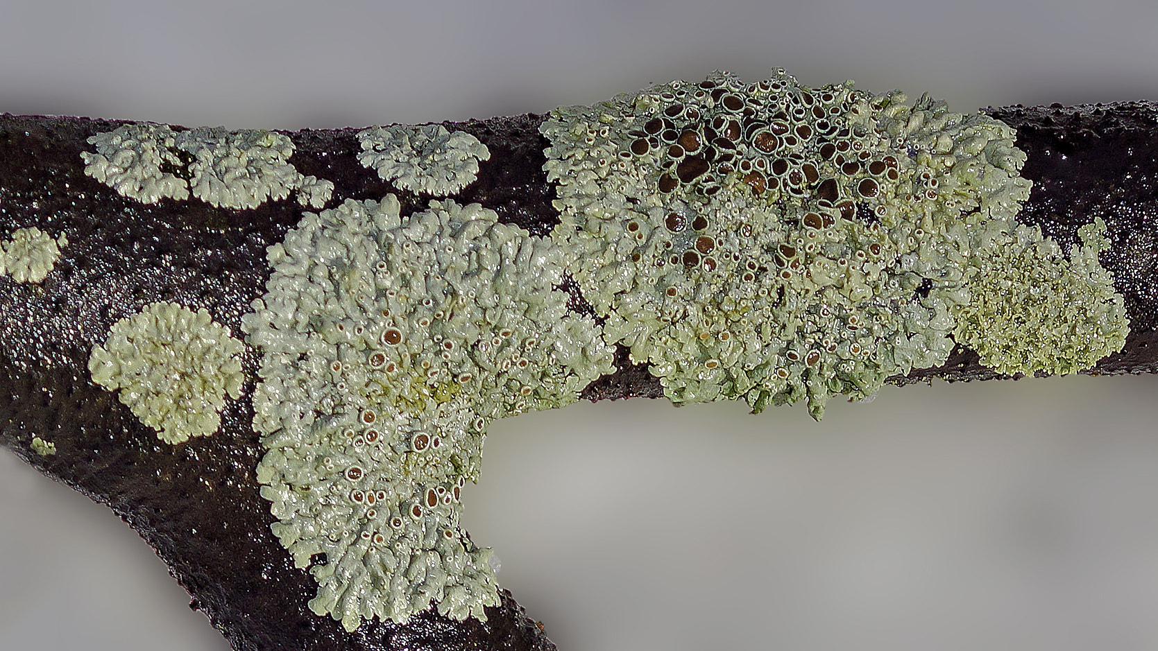 Sony SLT-A65 (SLT-A65V) sample photo. Foliose lichen photography