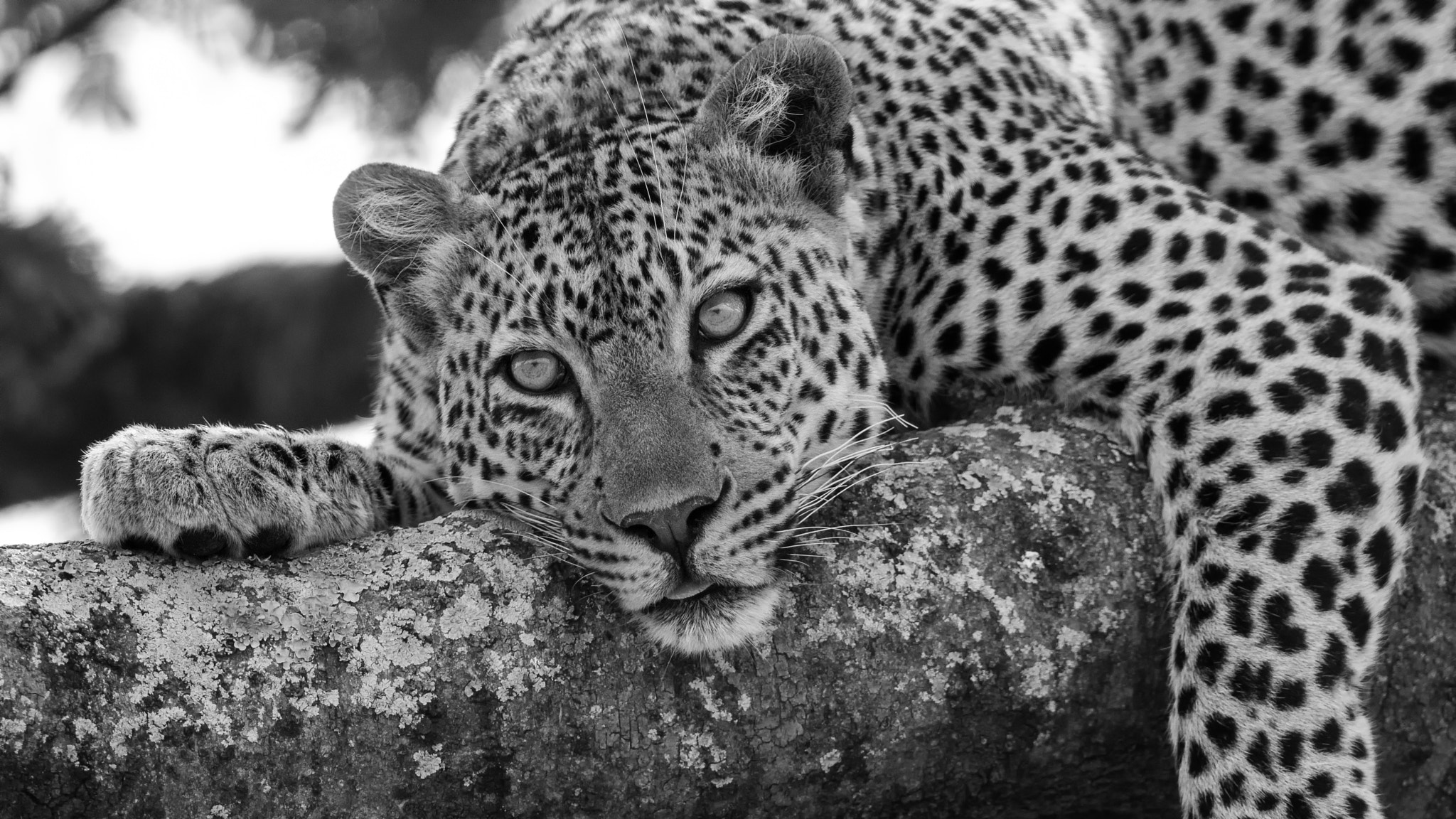 Canon EF 500mm F4L IS II USM sample photo. Leopard photography