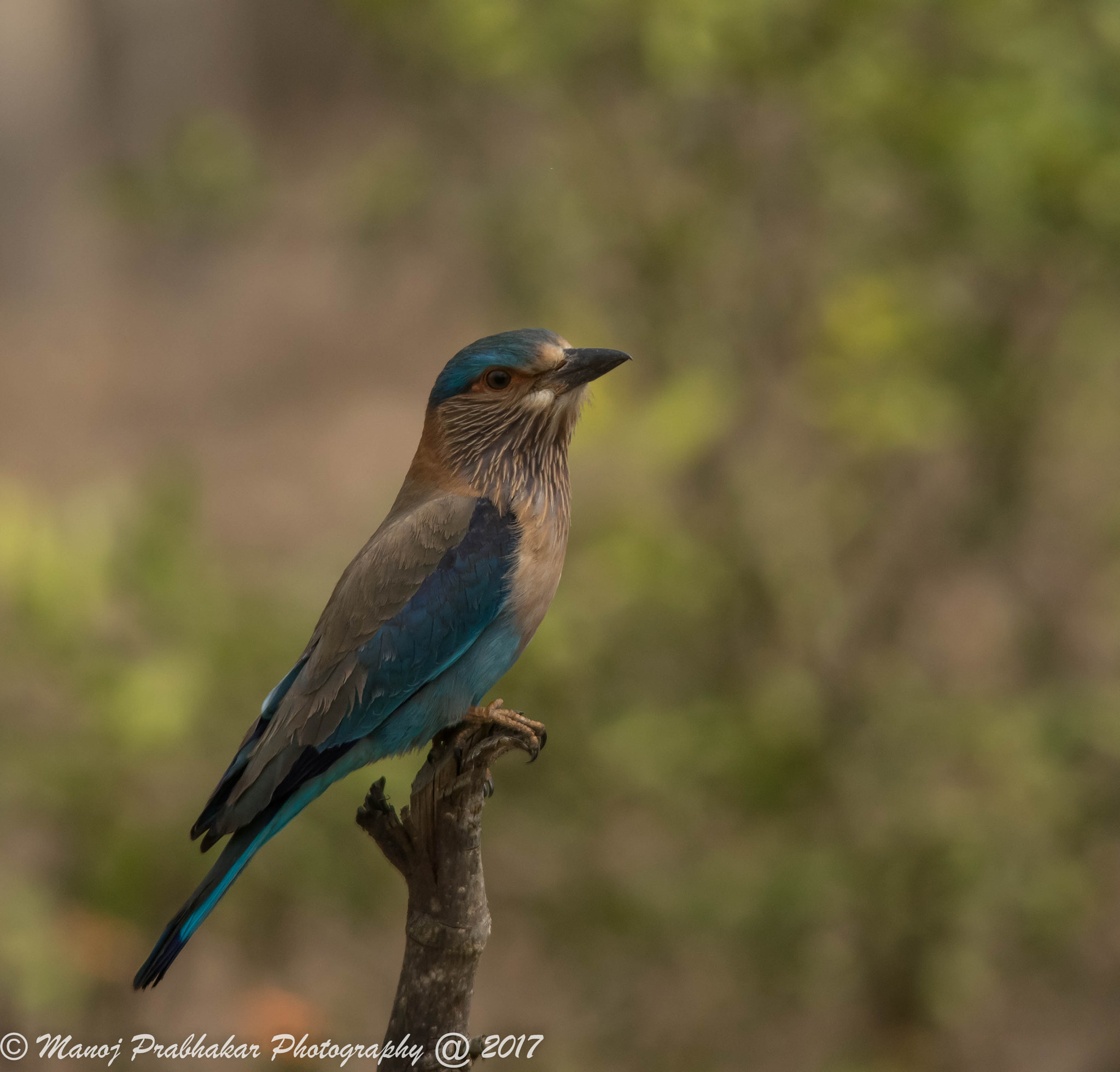 Nikon D5300 + Sigma 150-500mm F5-6.3 DG OS HSM sample photo. Indian roller photography