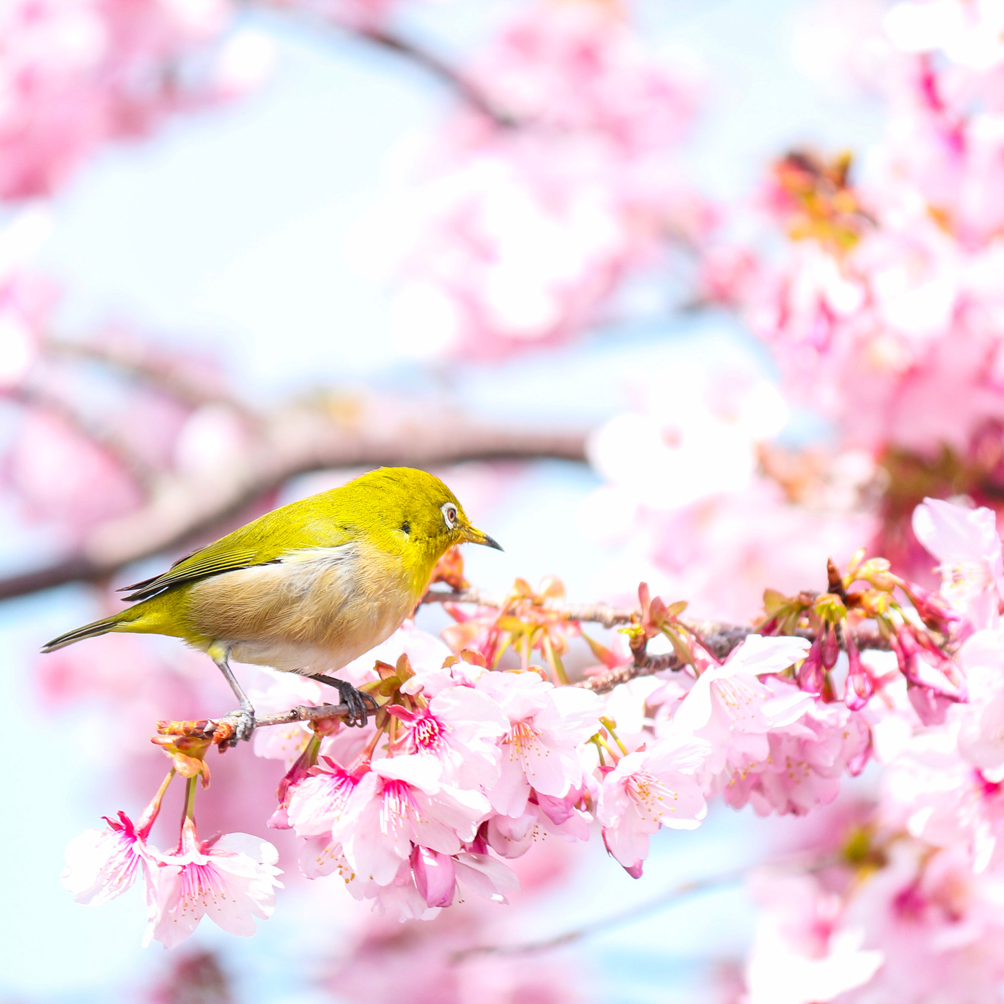 Canon EOS 650D (EOS Rebel T4i / EOS Kiss X6i) sample photo. Cherry blossoms and japanese white photography