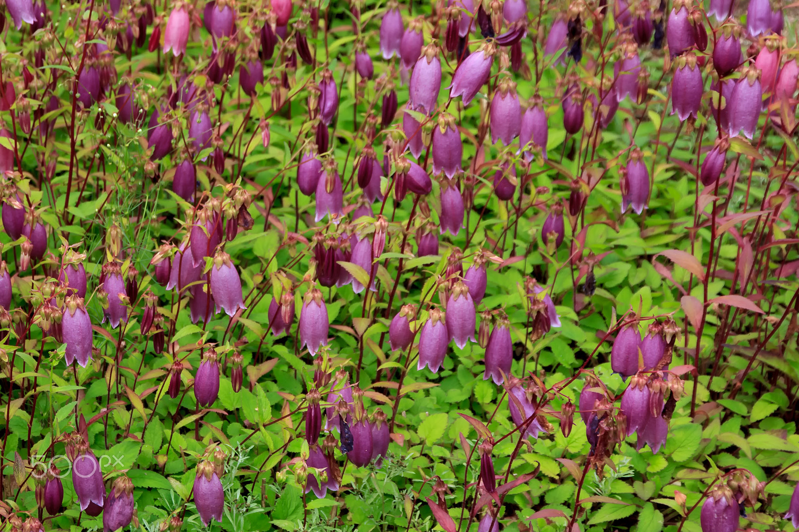 Canon EOS 60D sample photo. Spotted bellflower photography
