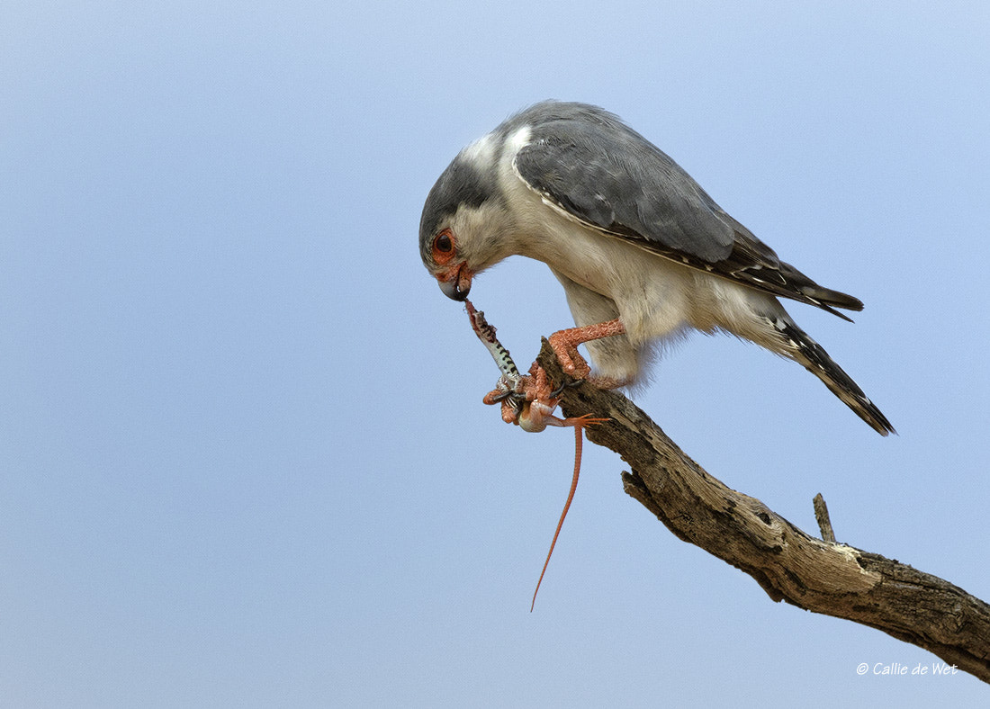 Nikon D500 + Nikon AF-S Nikkor 600mm F4G ED VR sample photo. The snack photography