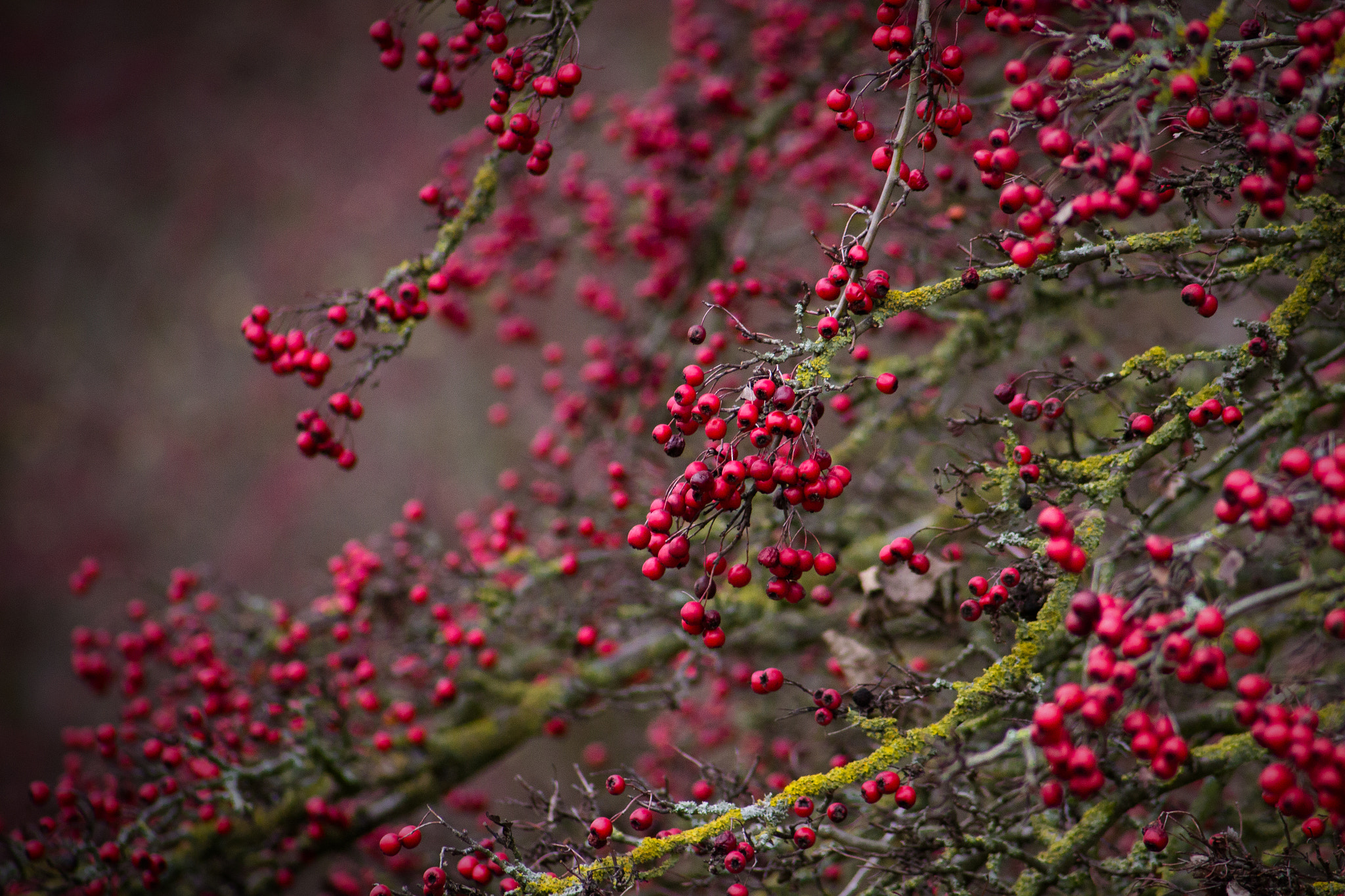 Canon EF 55-200mm F4.5-5.6 II USM sample photo. Red berries photography