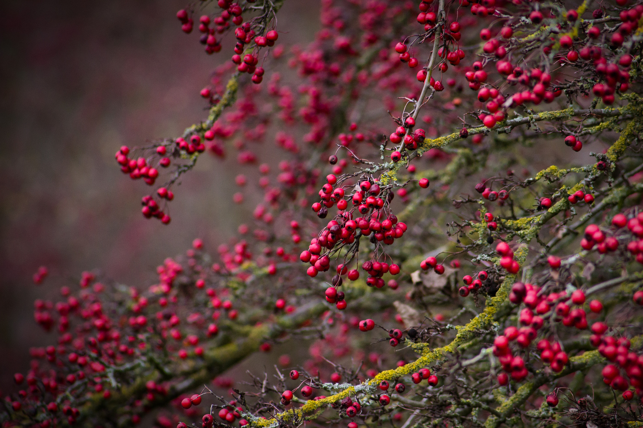 Canon EOS 600D (Rebel EOS T3i / EOS Kiss X5) + Canon EF 55-200mm F4.5-5.6 II USM sample photo. Red berries photography