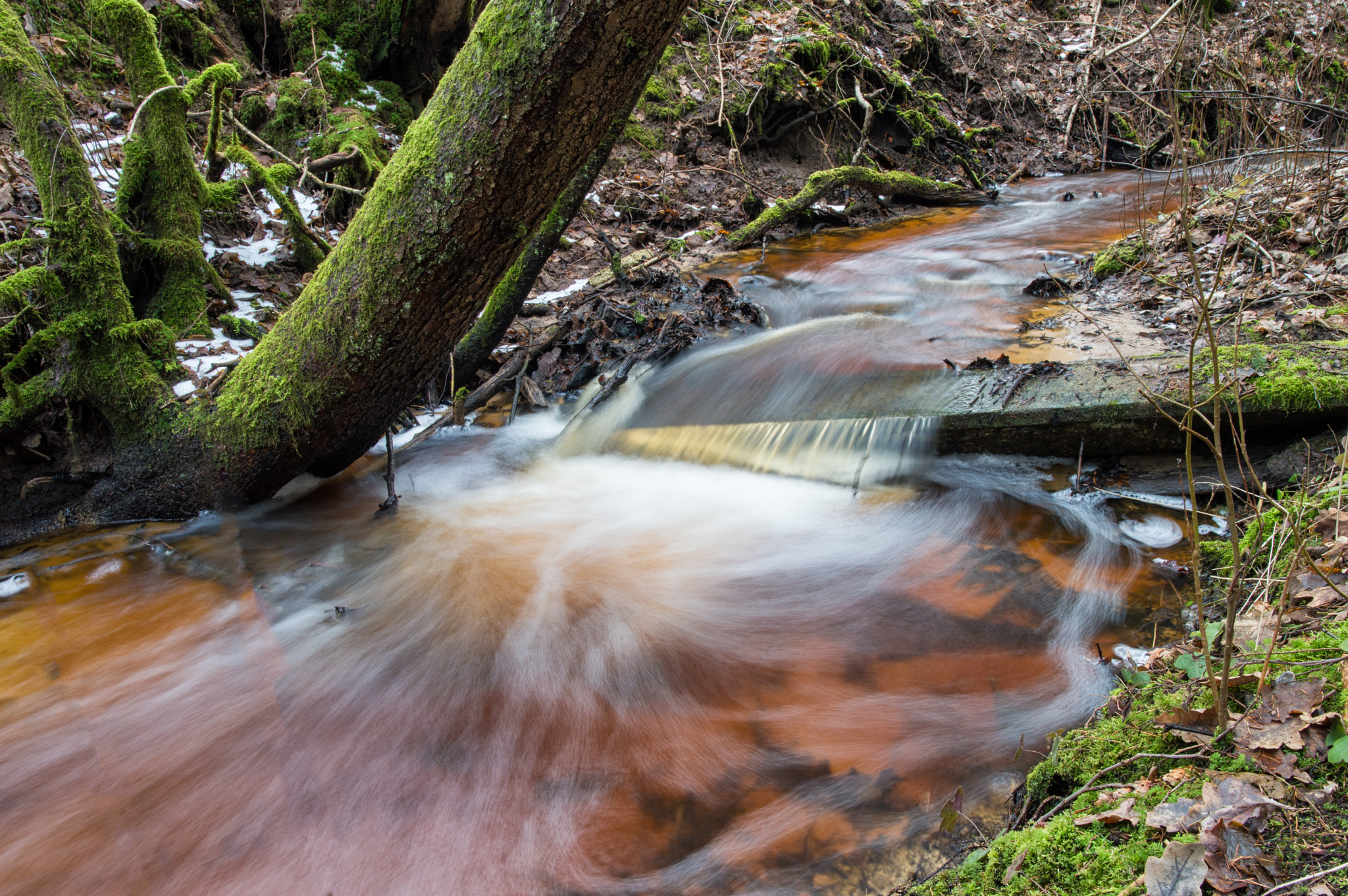 Nikon D3200 + Samyang 16mm F2 ED AS UMC CS sample photo. Forest spring photography