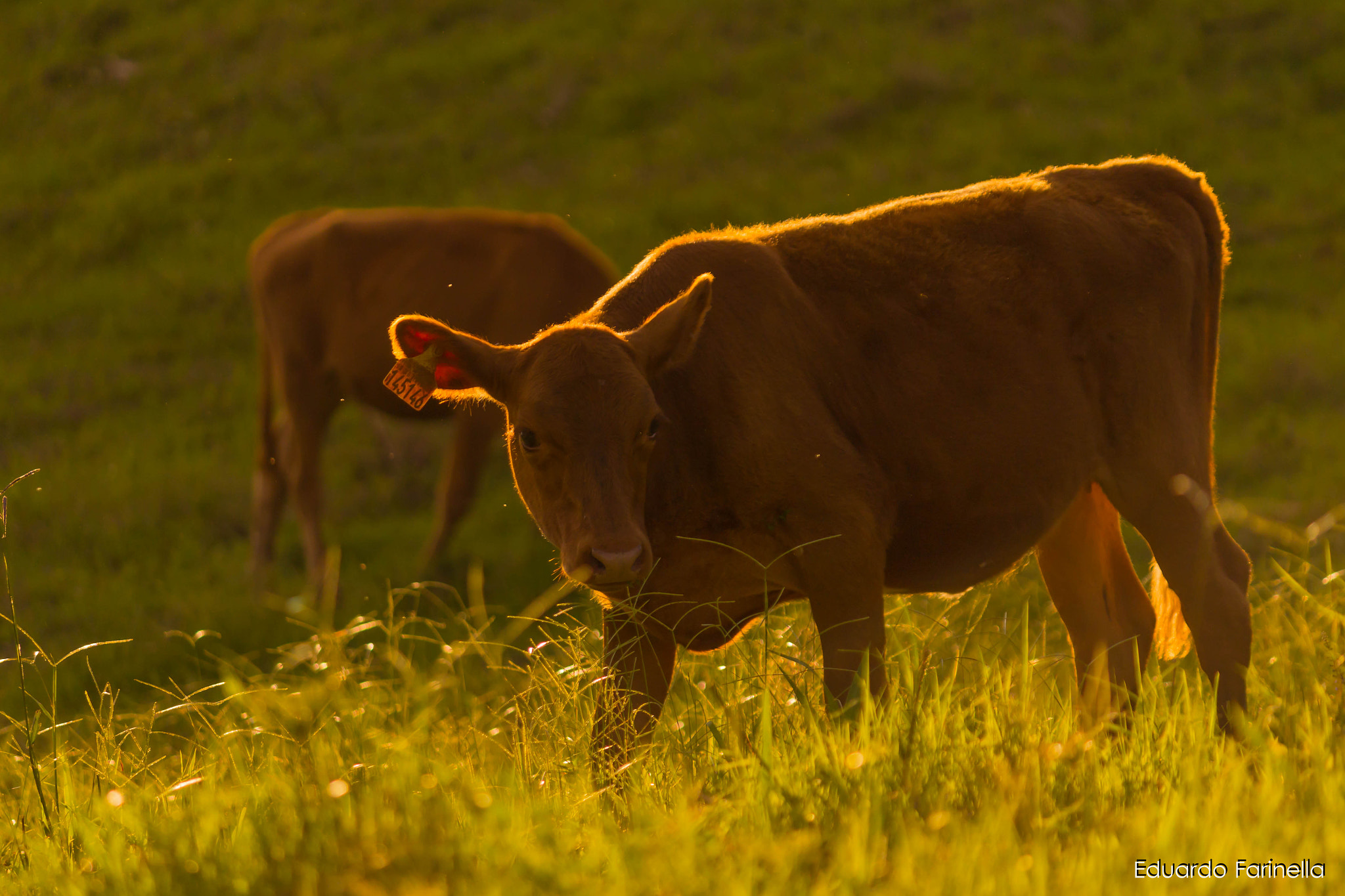 Canon EF-S 55-250mm F4-5.6 IS II sample photo. Img photography