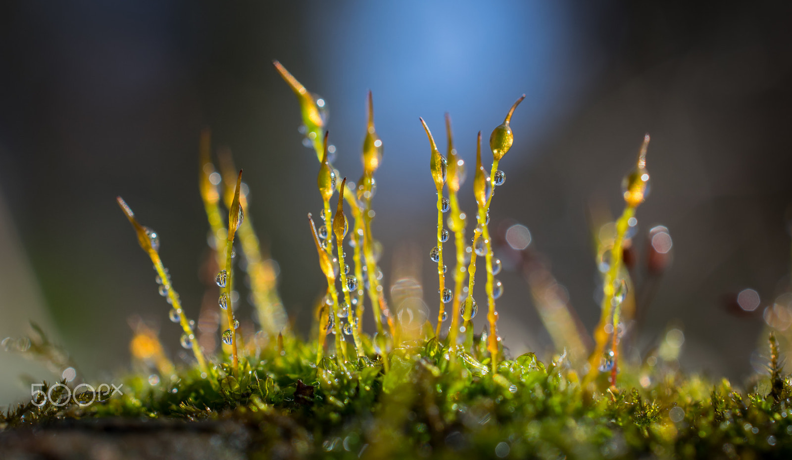Nikon AF-S DX Micro Nikkor 40mm F2.8 sample photo. Moss#3 photography