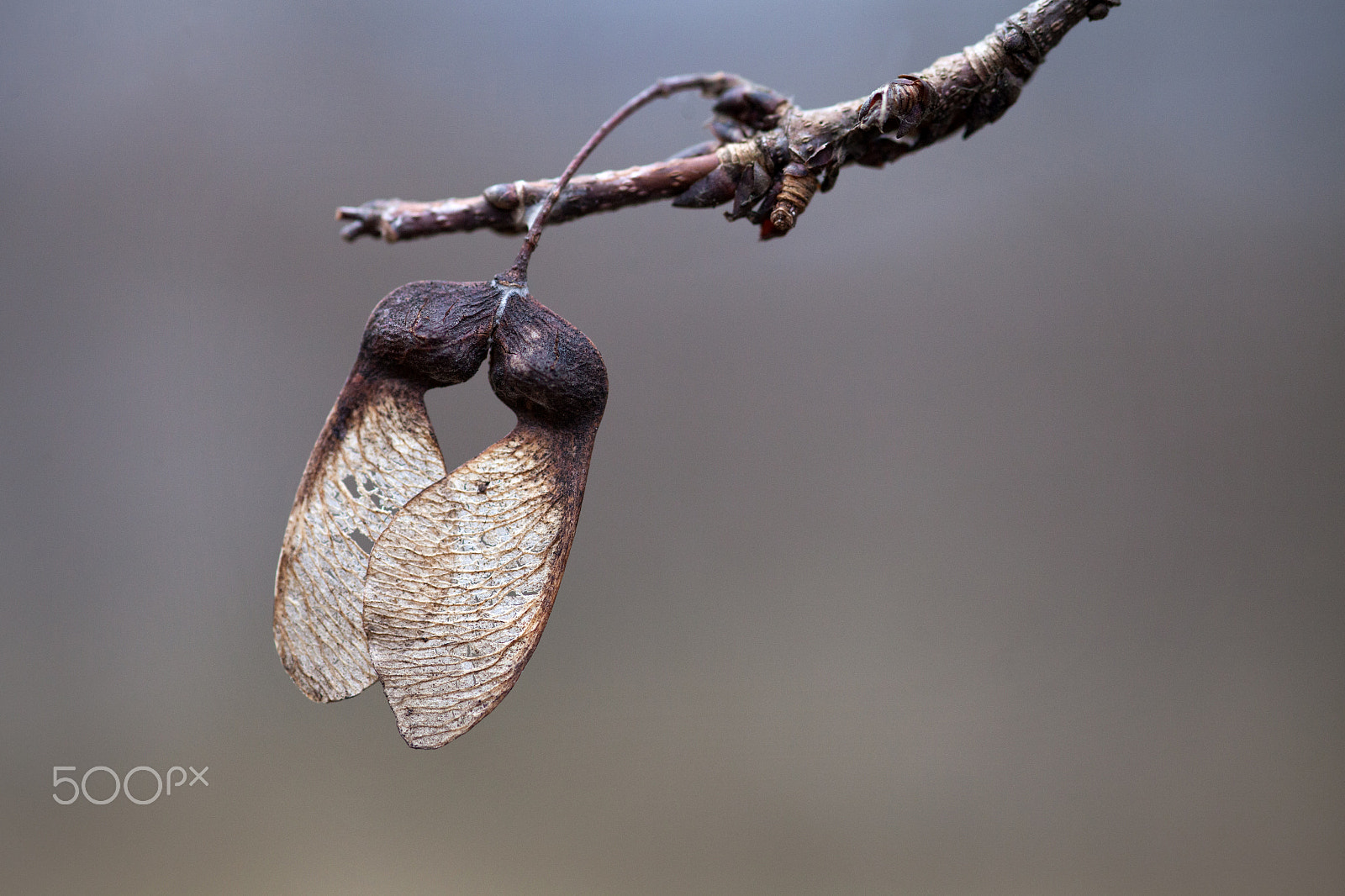 Sigma 105mm F2.8 EX DG Macro sample photo. Winter lovers photography