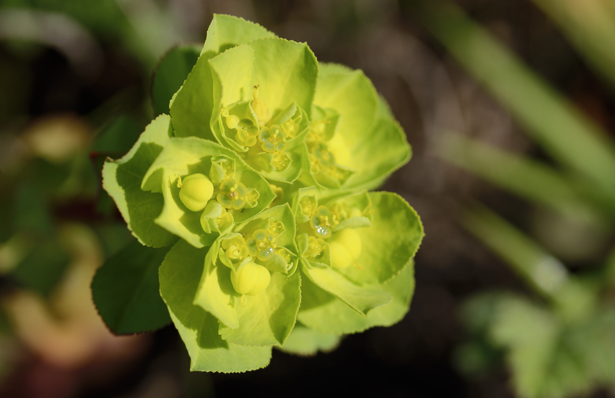 Canon EF-S 60mm F2.8 Macro USM sample photo. Verde photography