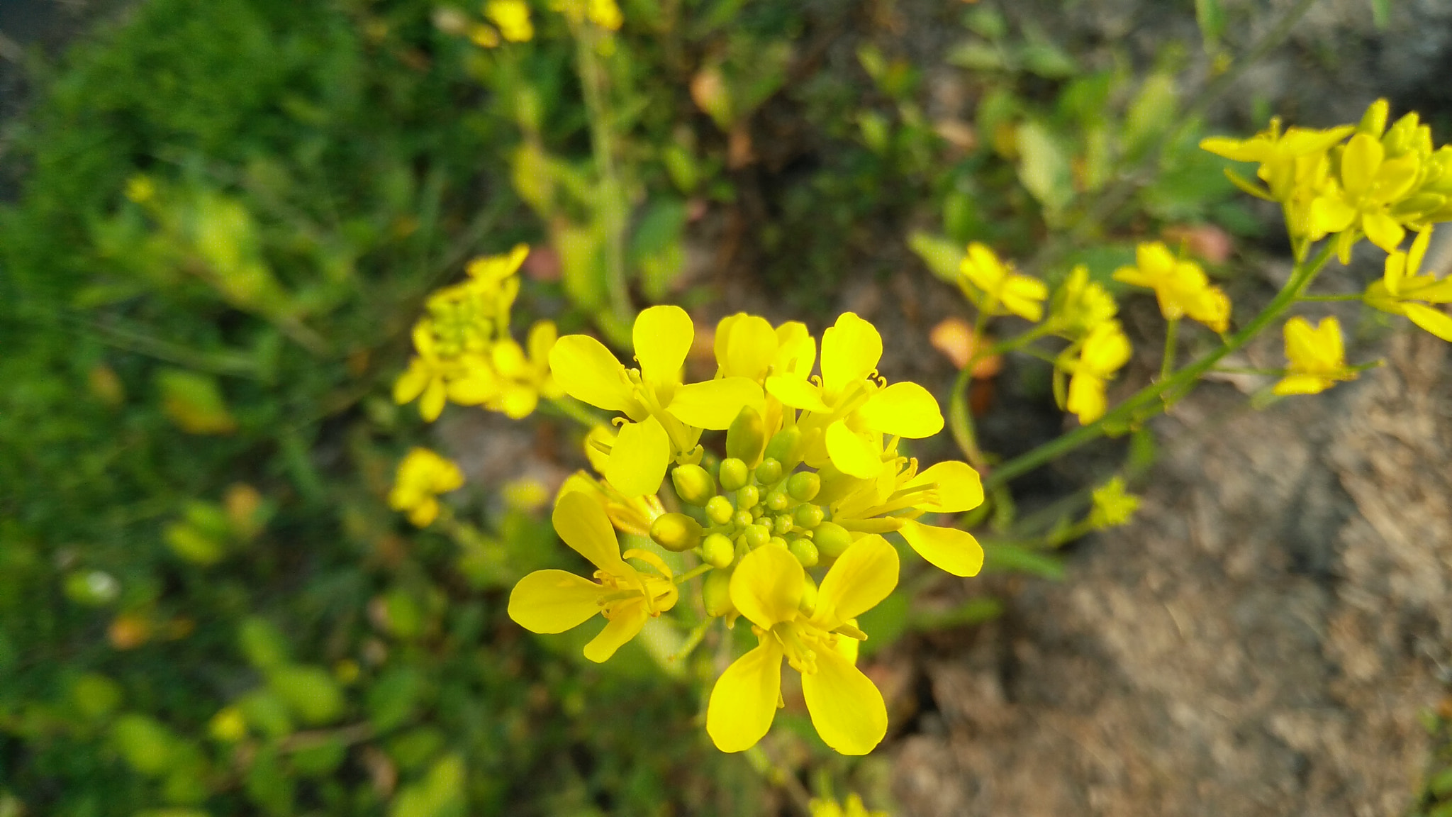 OnePlus ONE E1003 sample photo