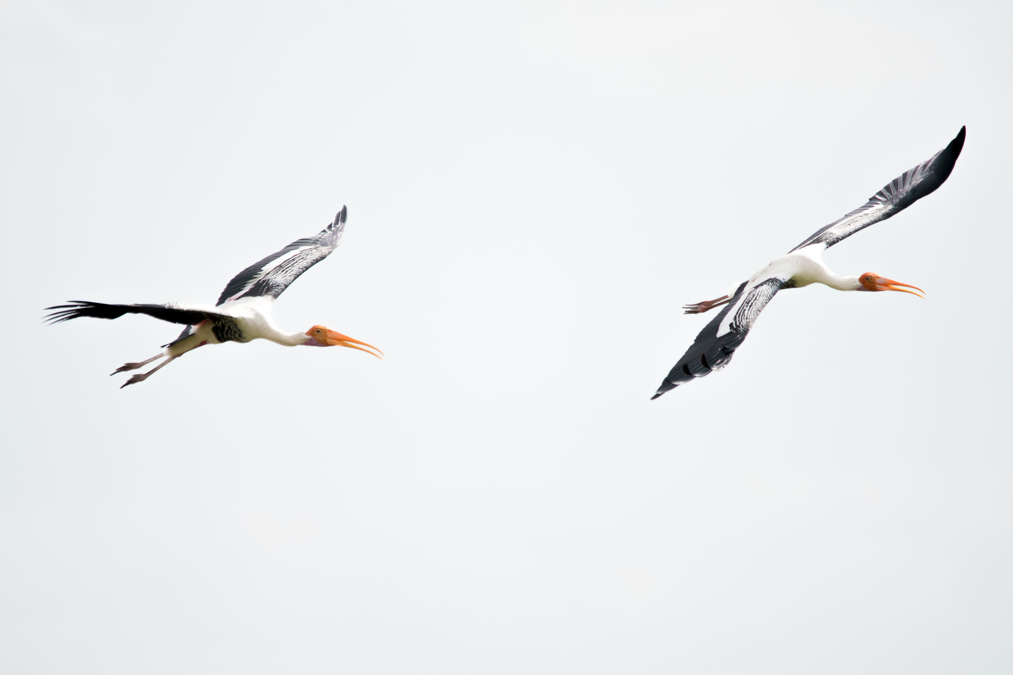 Nikon D750 + Sigma 150-500mm F5-6.3 DG OS HSM sample photo. Chasing storks photography