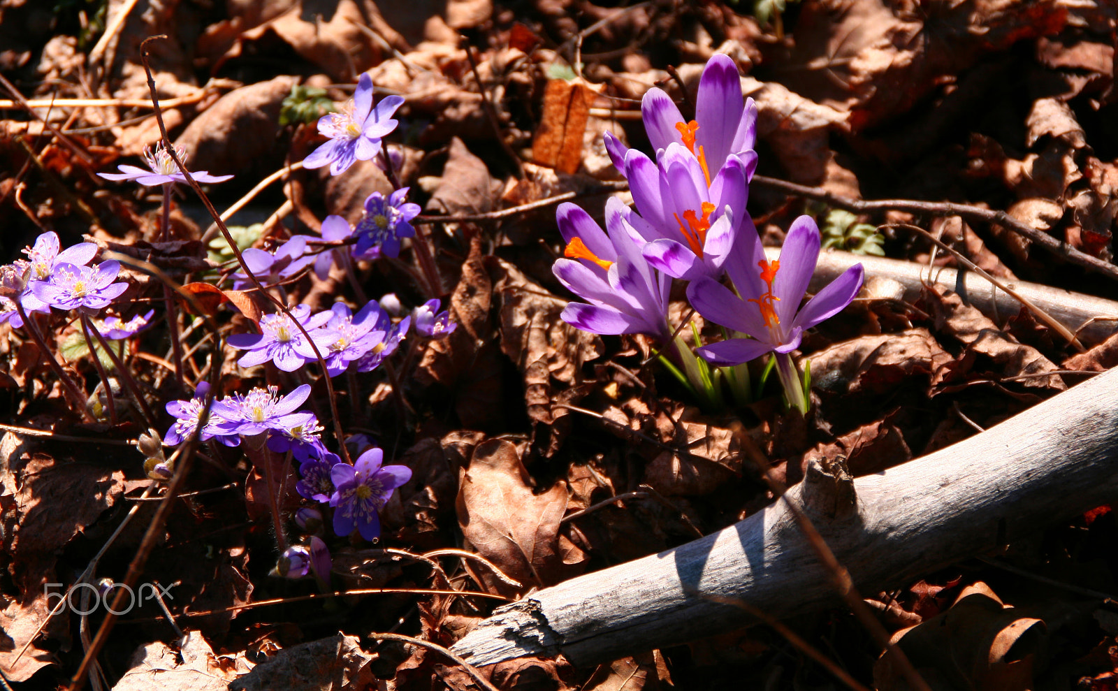 Canon EOS 400D (EOS Digital Rebel XTi / EOS Kiss Digital X) sample photo. Purple photography