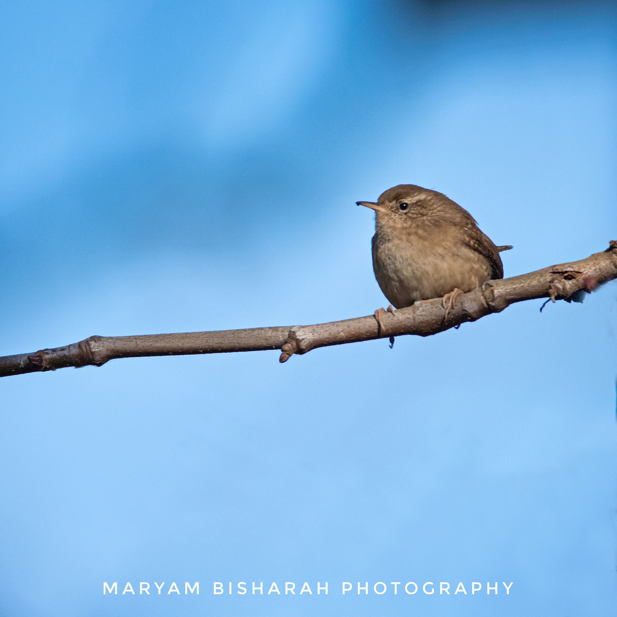 Nikon D500 + Nikon AF-S Nikkor 300mm F4D ED-IF sample photo. Wren photography