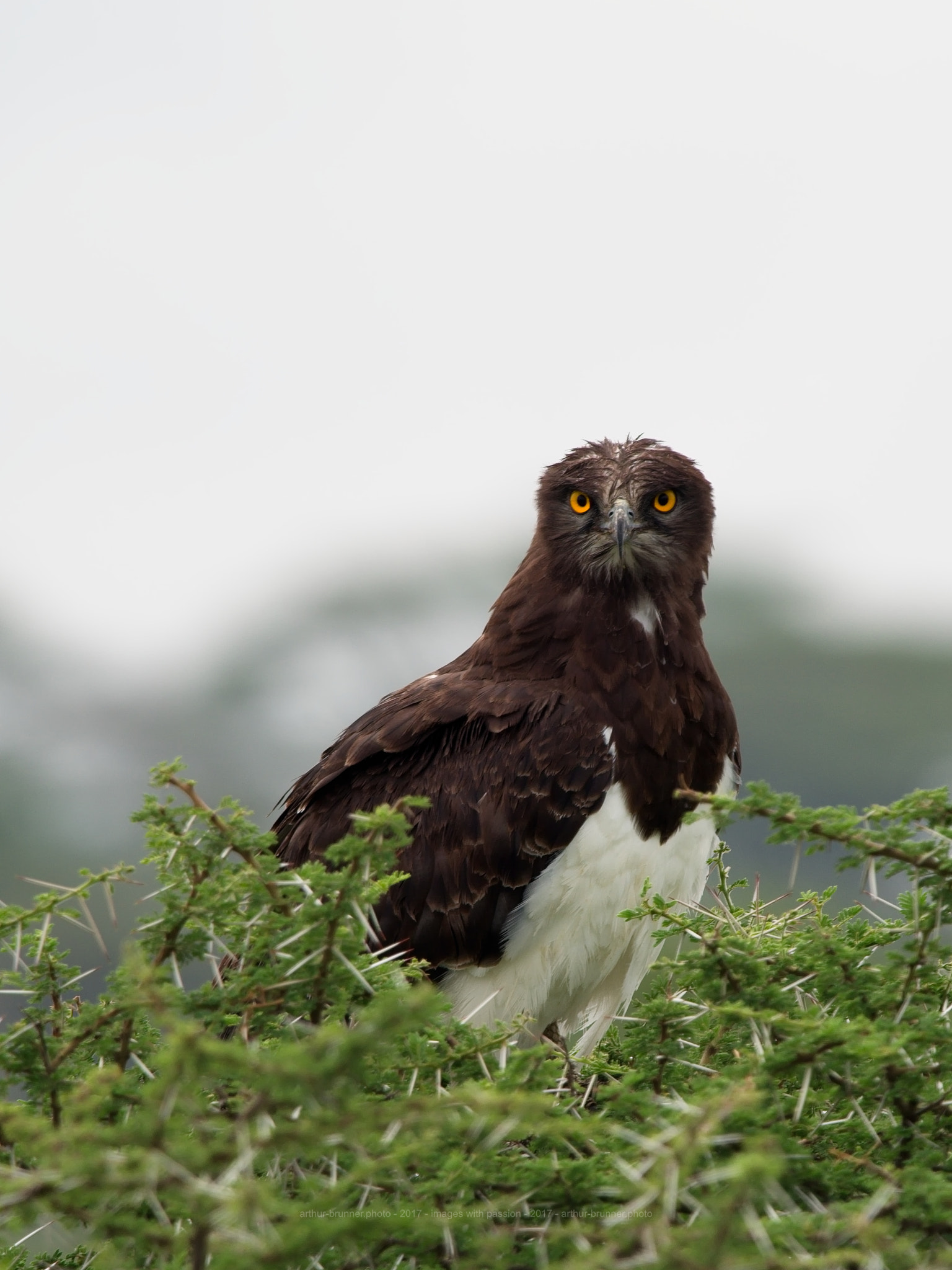 Olympus OM-D E-M1 sample photo. Black-chested snake eagle photography