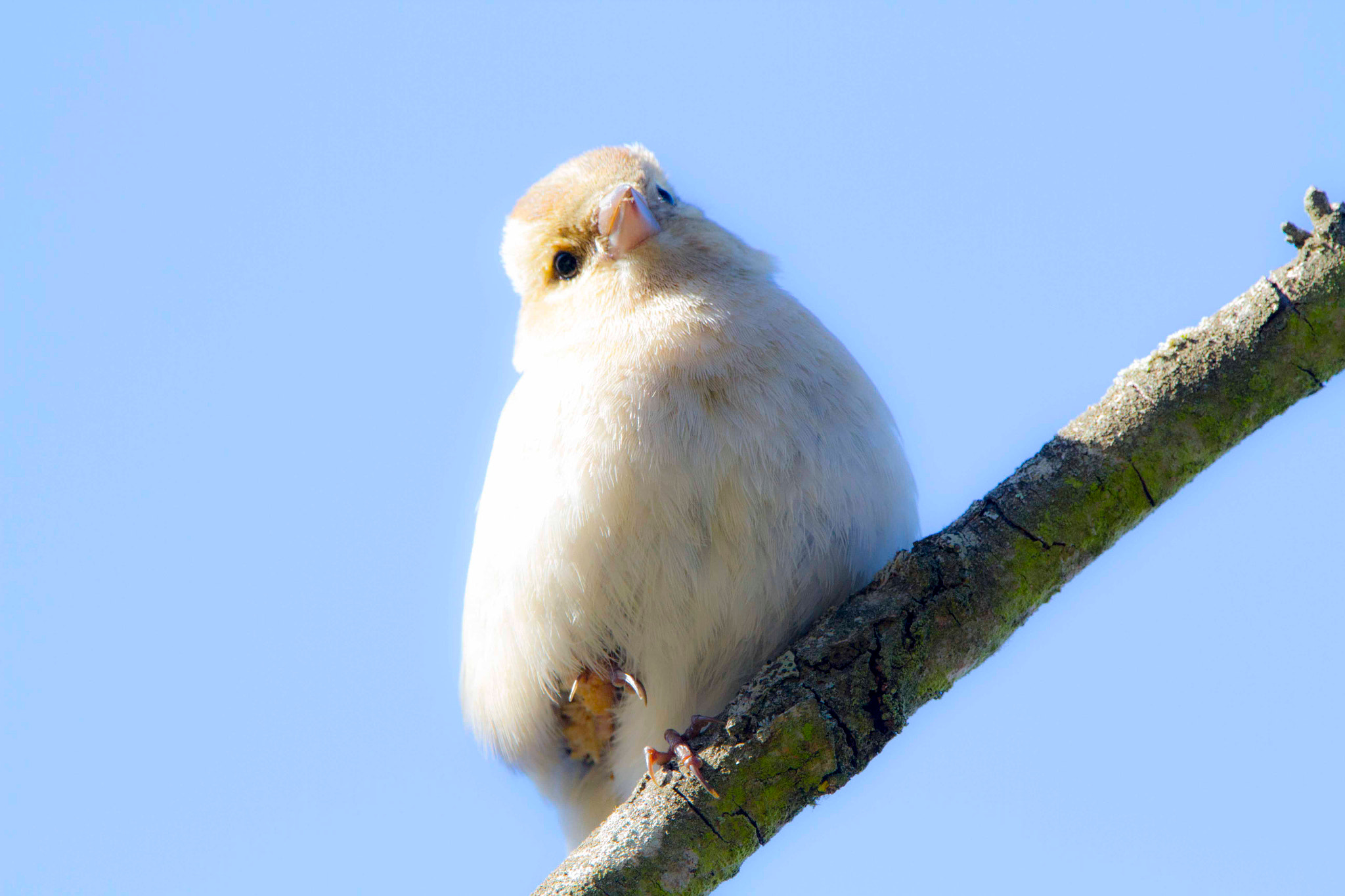 150-600mm F5-6.3 DG OS HSM | Contemporary 015 sample photo. Pastel !!! photography
