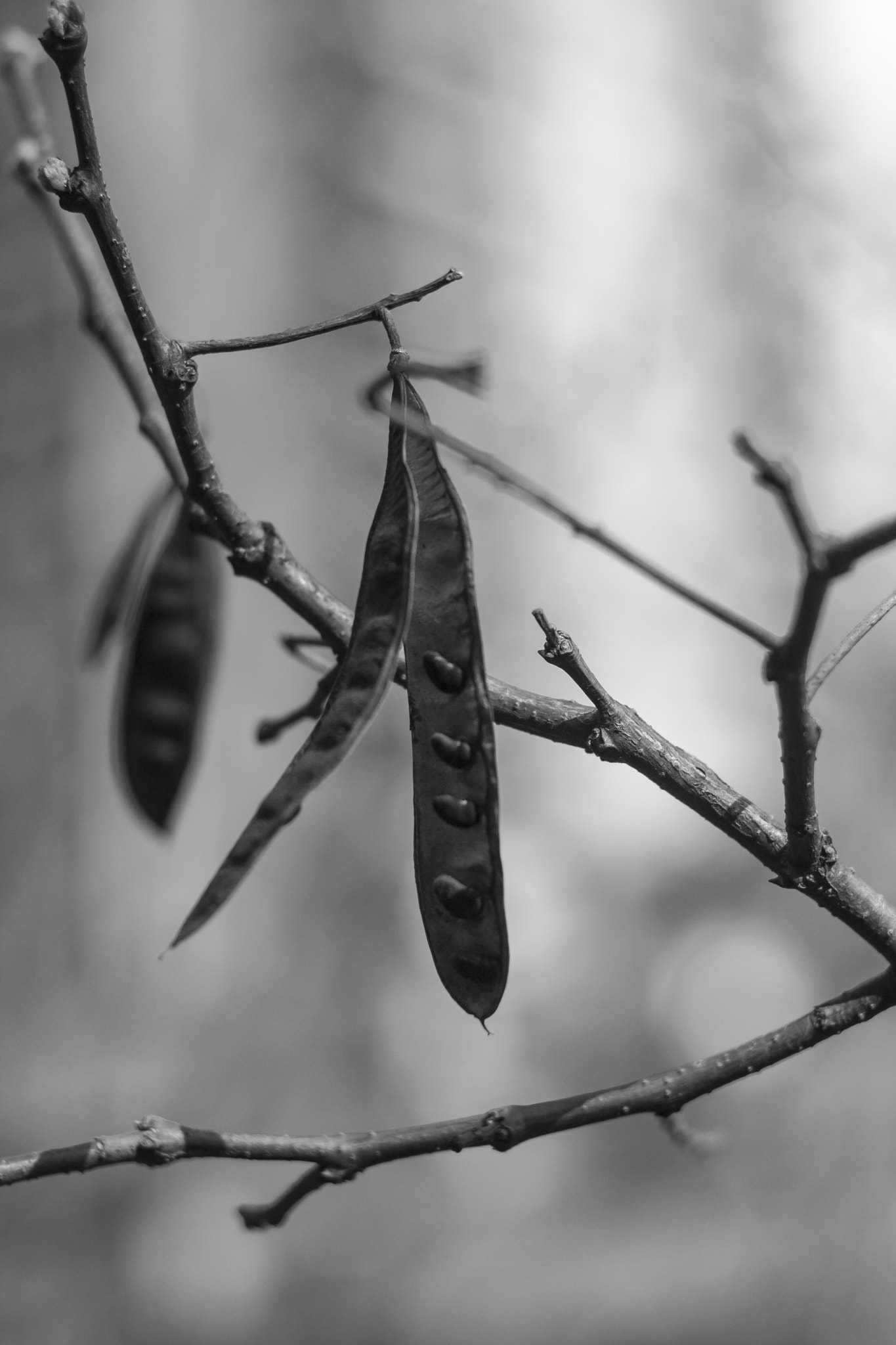 Canon EF 35-80mm f/4-5.6 sample photo. Still winter photography