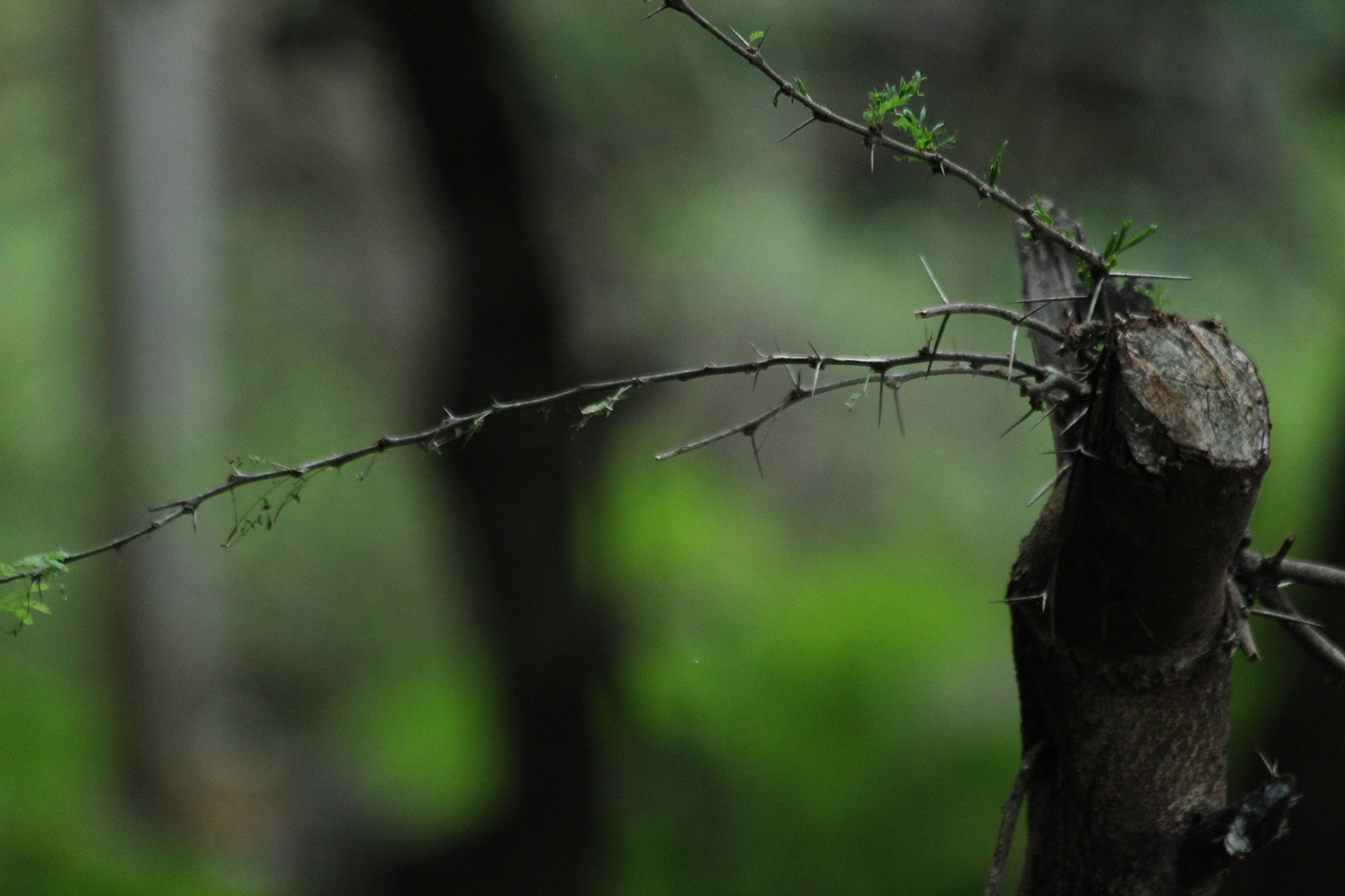 Canon EF 70-300mm F4-5.6 IS USM sample photo