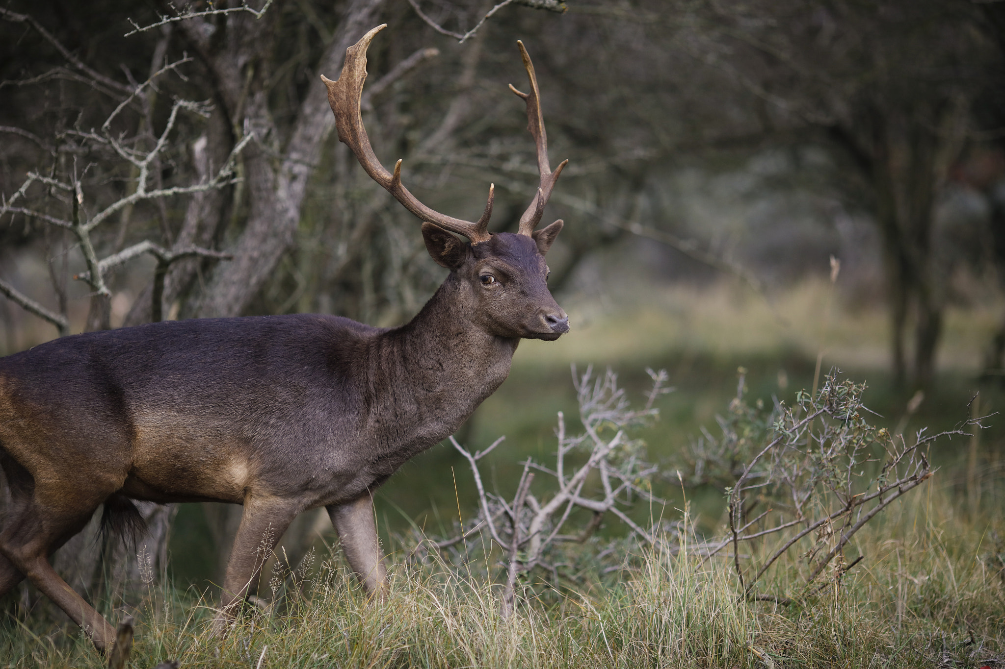 Canon EOS 5DS R + Canon EF 135mm F2L USM sample photo. Deer photography