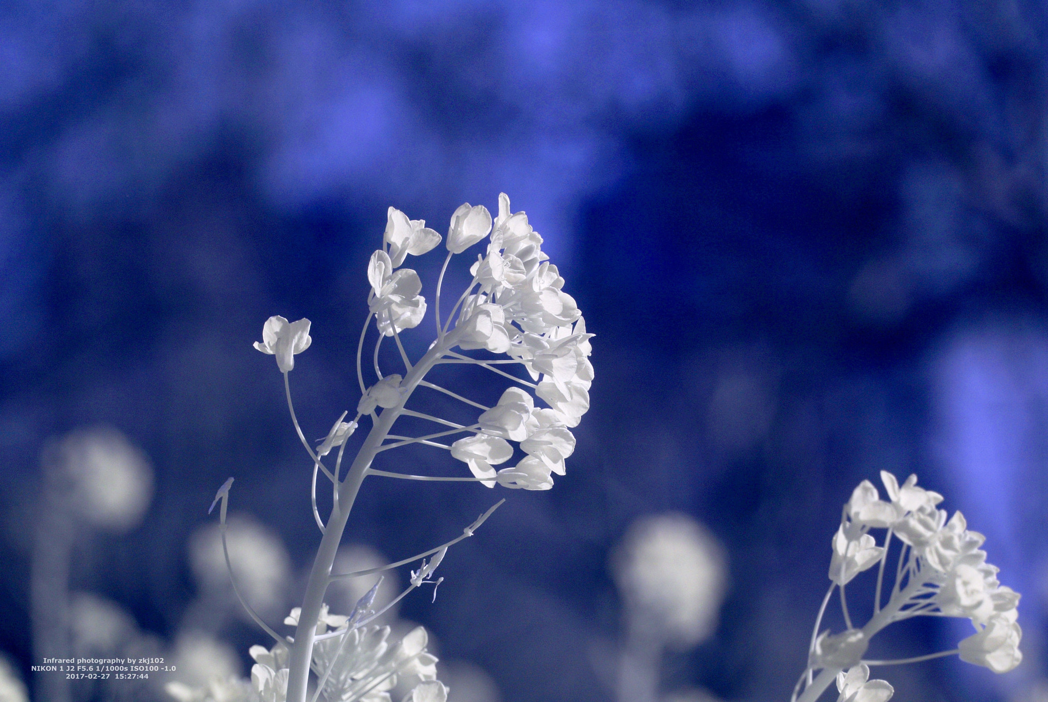 Nikon 1 J2 sample photo. Rape flowers photography