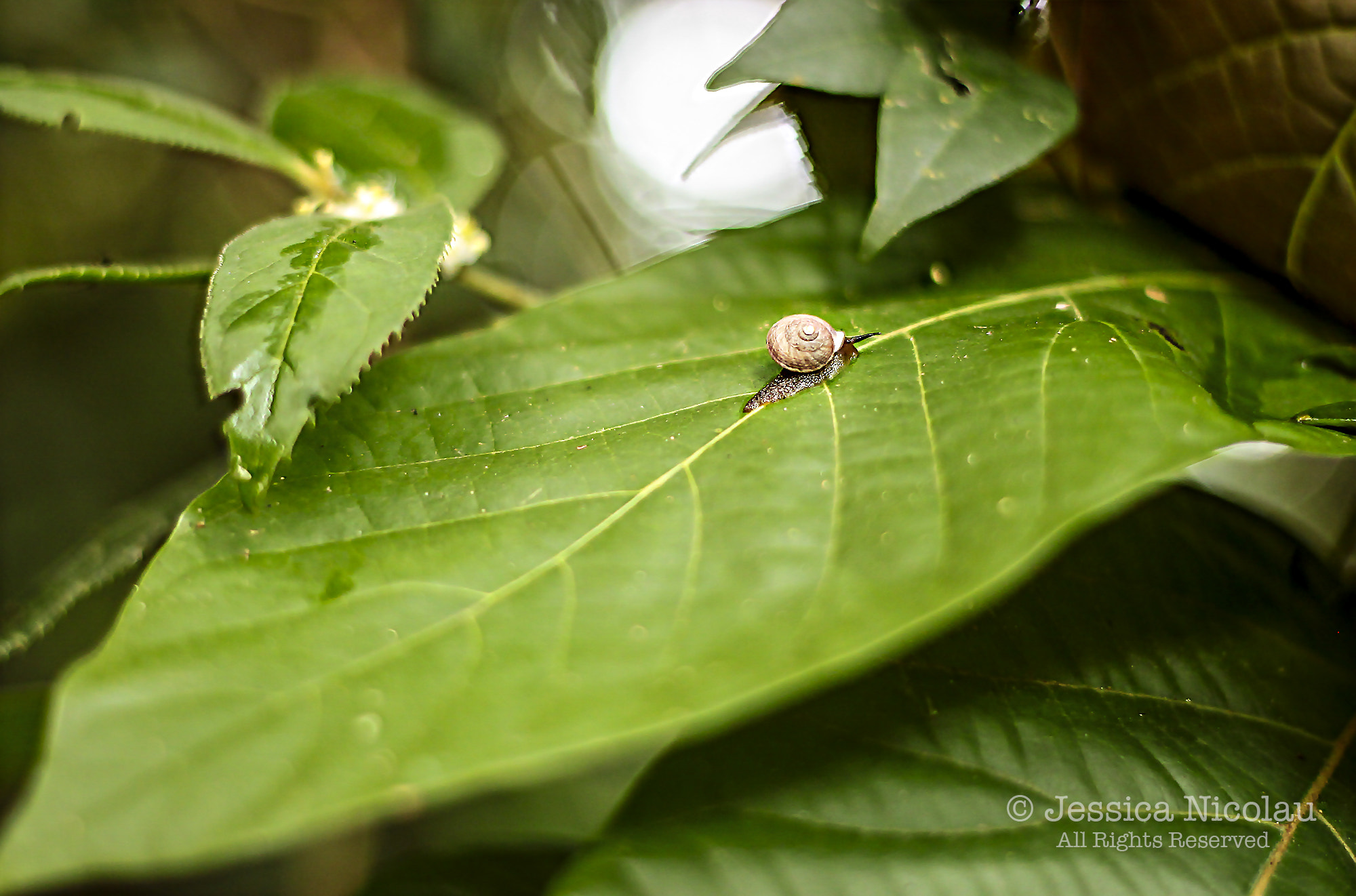 Canon EOS 500D (EOS Rebel T1i / EOS Kiss X3) sample photo. Inside the forest photography
