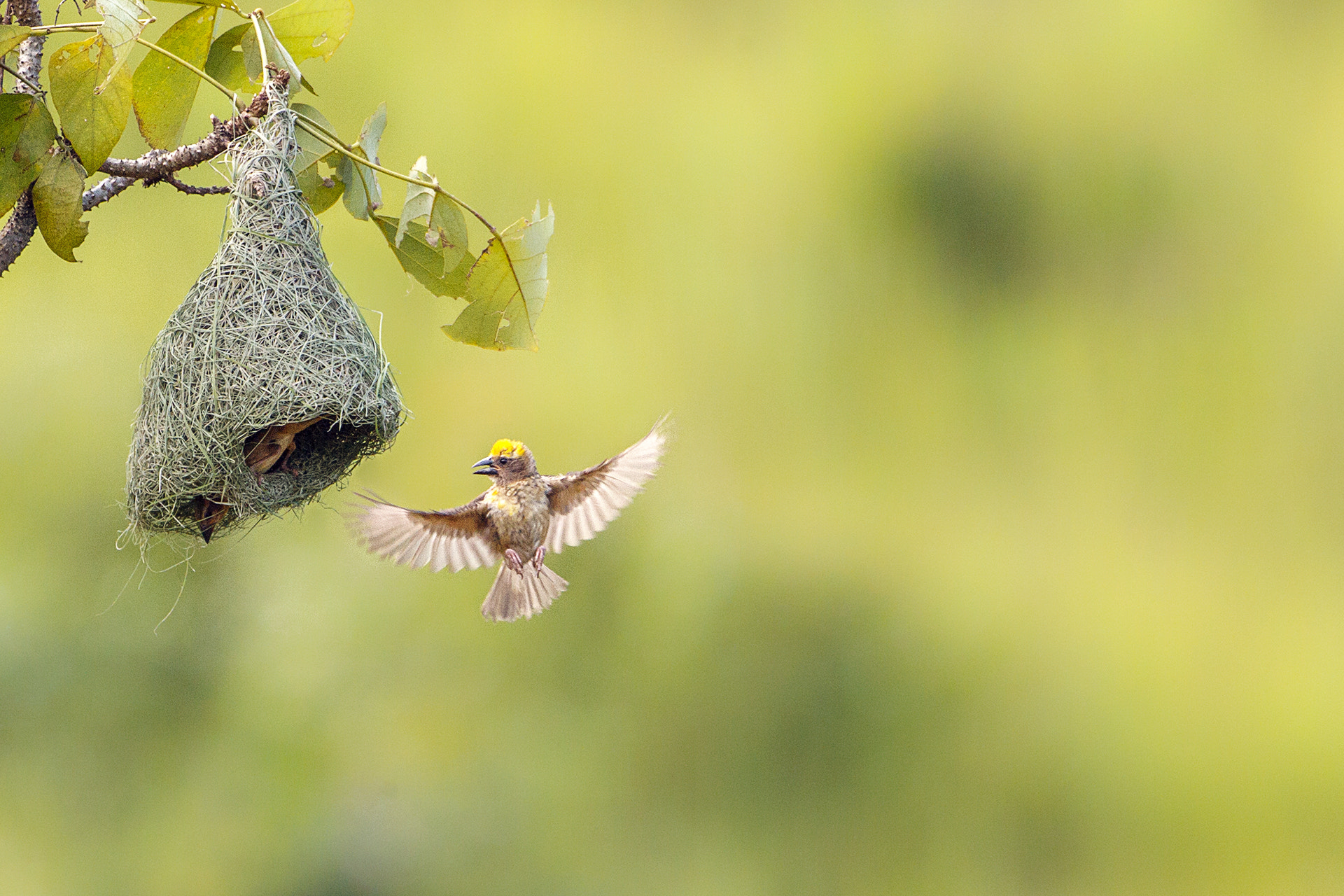 Canon EF 500mm F4L IS USM sample photo. The inspection photography
