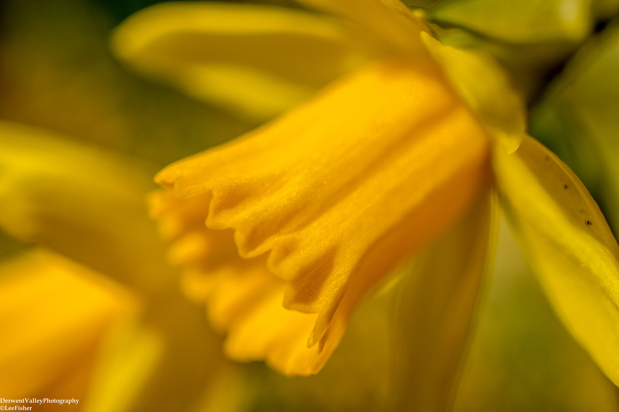 Nikon AF-S DX Micro Nikkor 40mm F2.8 sample photo. Daffodils photography