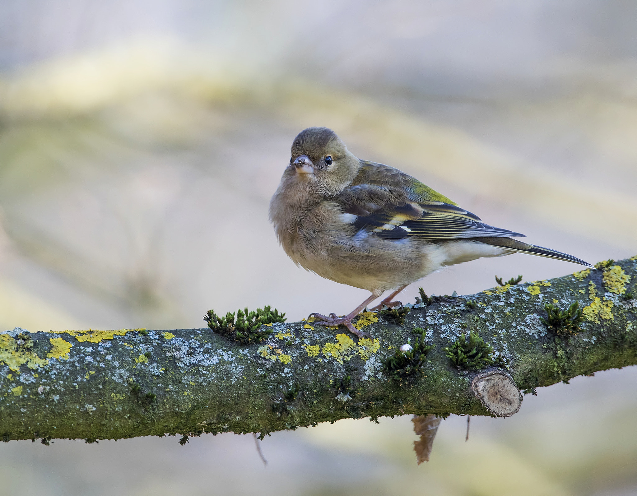 Canon EOS 7D Mark II + Canon EF 300mm F2.8L IS II USM sample photo. Pinson des arbres  ( femelle ) photography