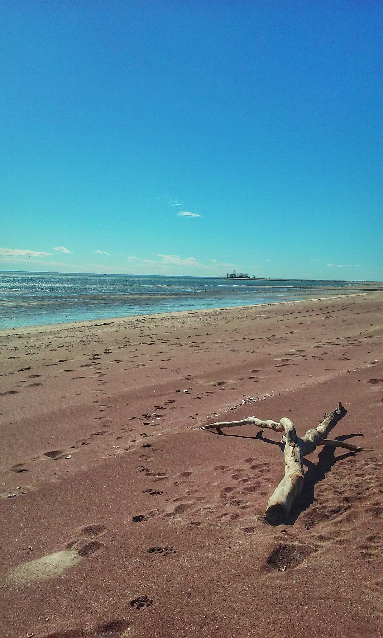 LG F60 sample photo. Dog walk on the beach photography