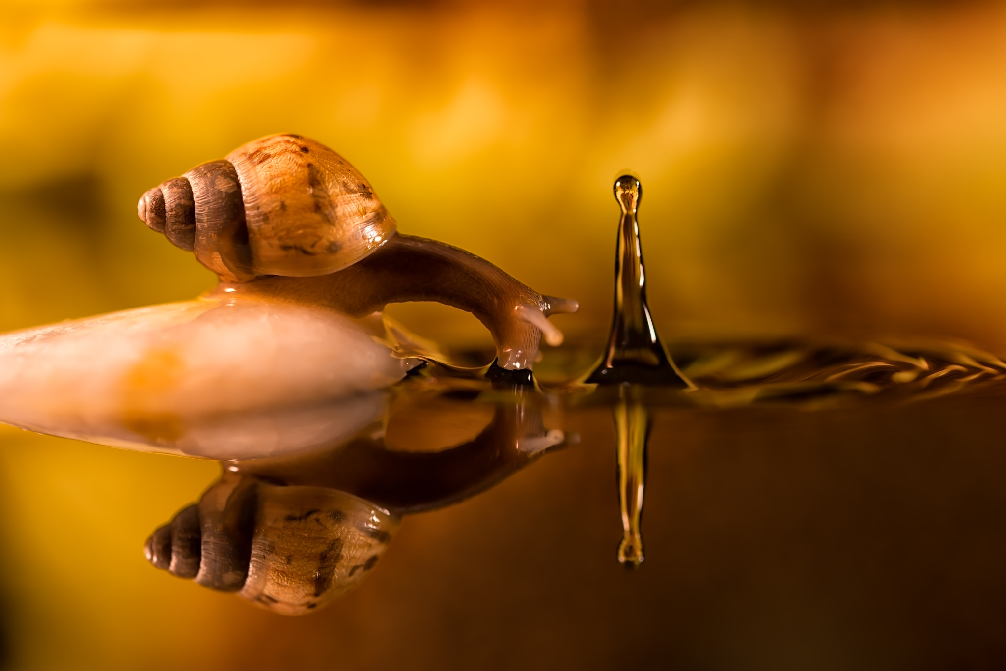 Canon EF 100mm F2.8L Macro IS USM sample photo. Snail photography
