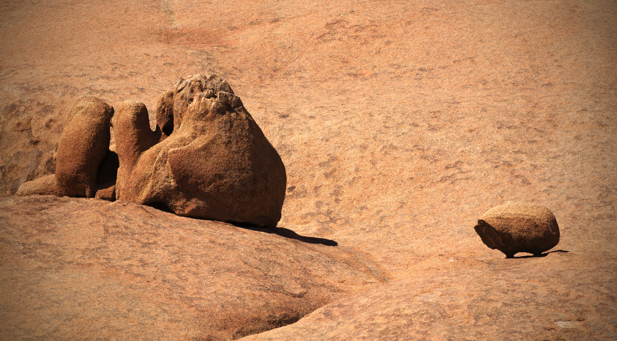 Olympus E-5 + Olympus Zuiko Digital ED 70-300mm F4.0-5.6 sample photo. The camel and the pig photography