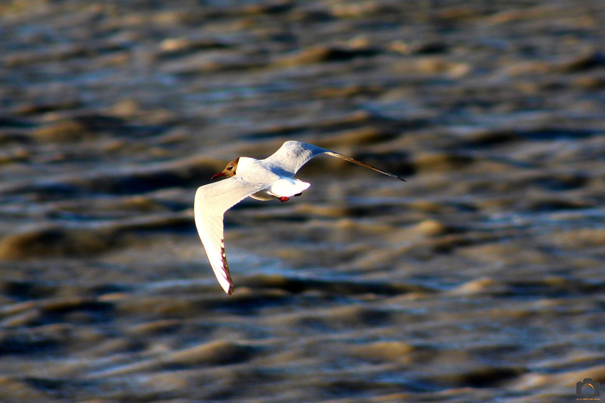 Canon EOS 700D (EOS Rebel T5i / EOS Kiss X7i) + EF75-300mm f/4-5.6 sample photo. Seagull photography
