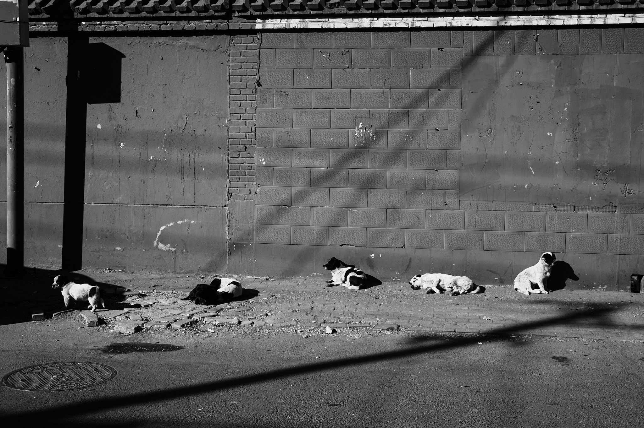 Nikon AF-S Nikkor 28-70mm F2.8 ED-IF sample photo. Related dogs photography