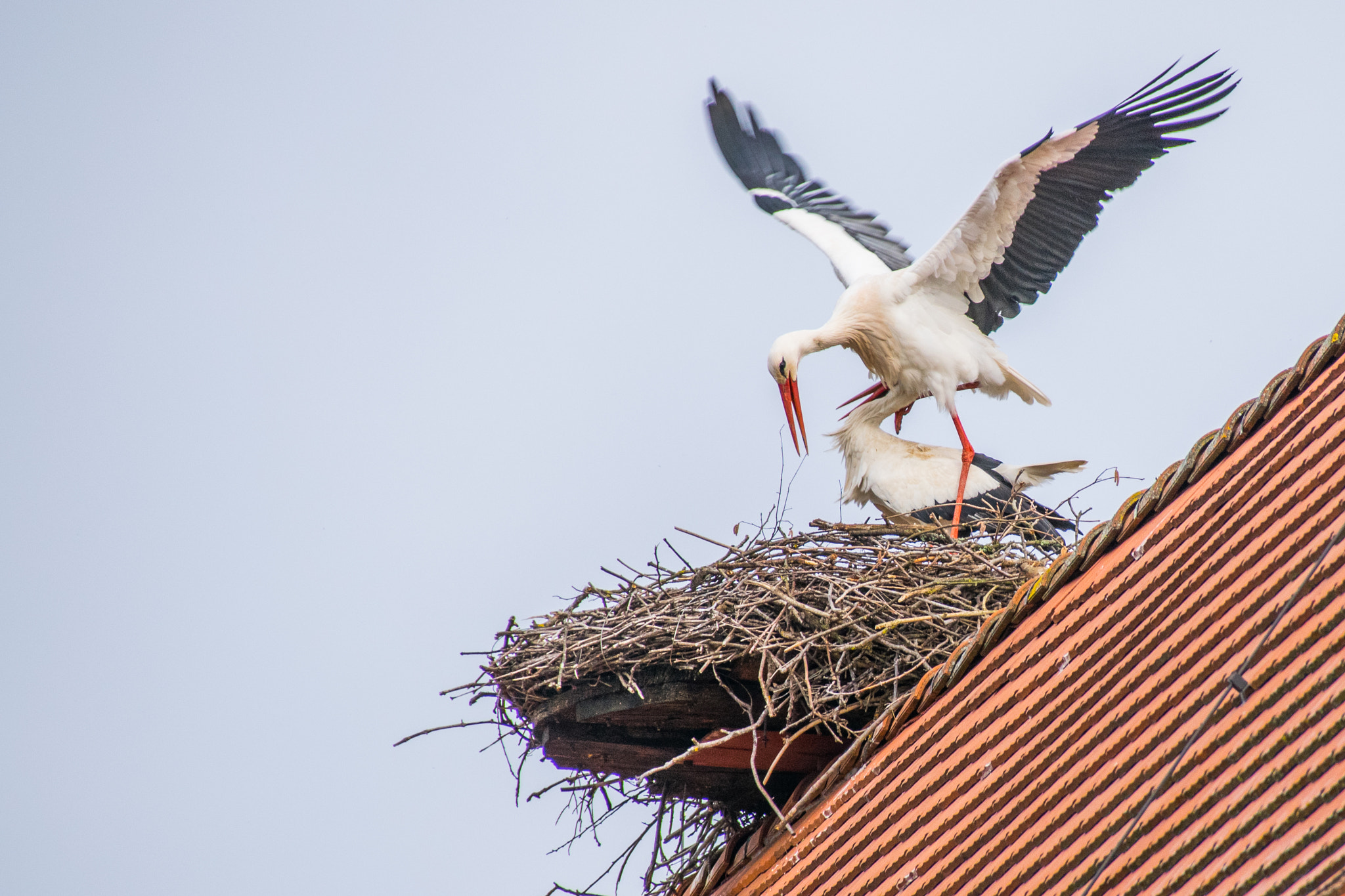 Sigma 18-250mm F3.5-6.3 DC Macro OS HSM sample photo. Morgendliches schäferstündchen photography