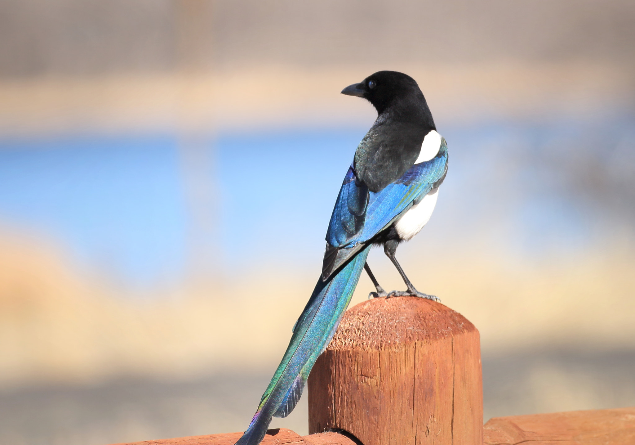 Canon EOS 100D (EOS Rebel SL1 / EOS Kiss X7) sample photo. Fencepost magpie photography