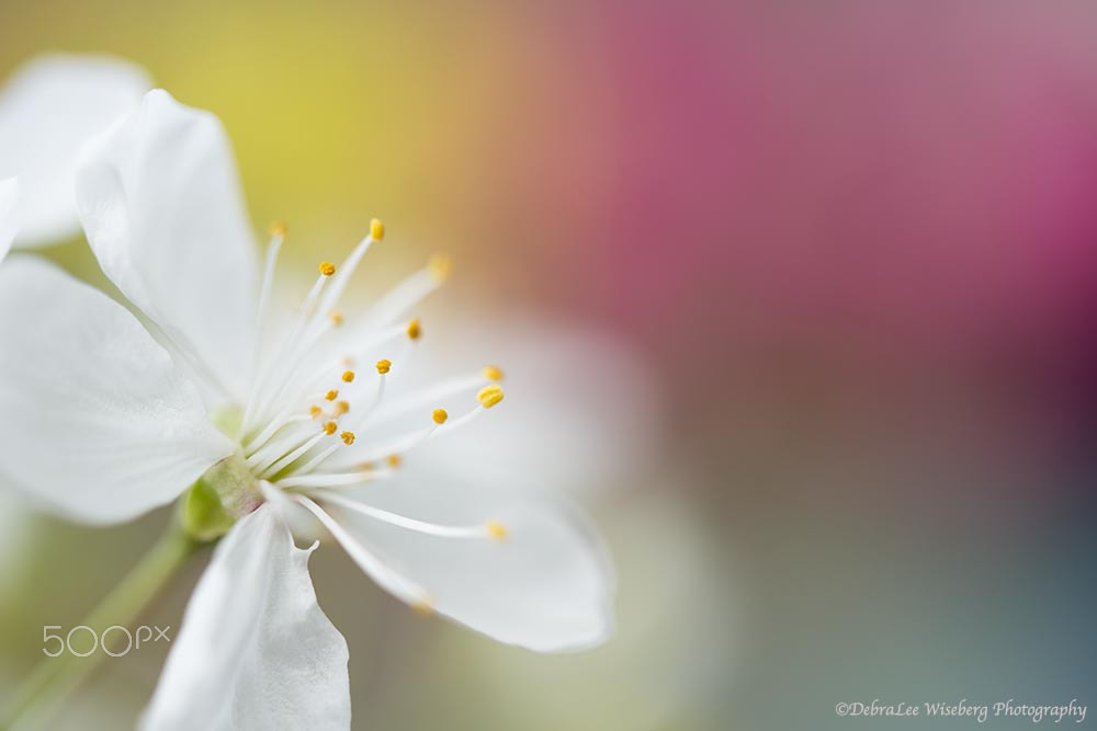 Nikon AF-S Micro-Nikkor 60mm F2.8G ED sample photo. To the point photography