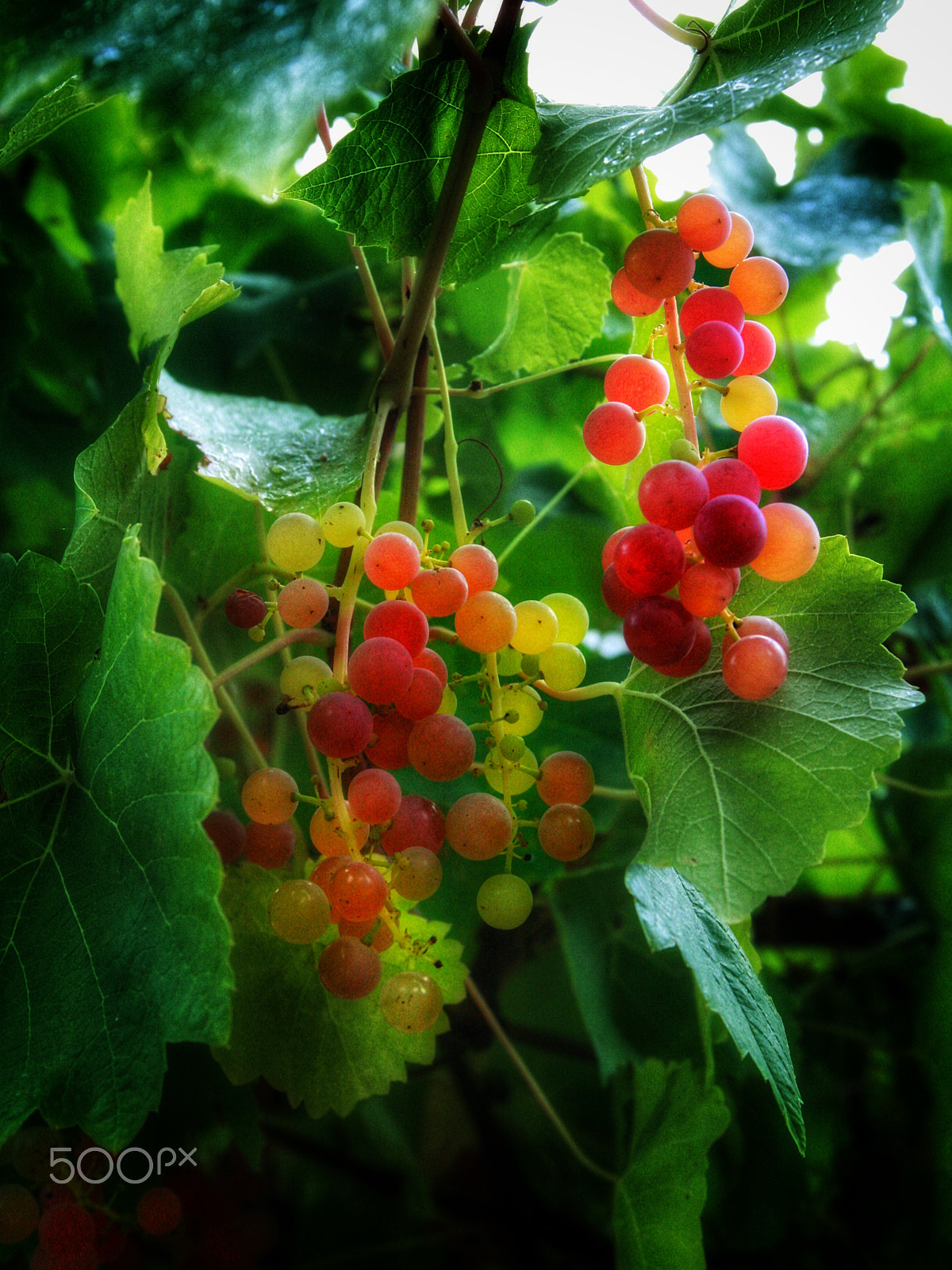 Canon EOS 400D (EOS Digital Rebel XTi / EOS Kiss Digital X) sample photo. Auntie grows amazing grapes. photography