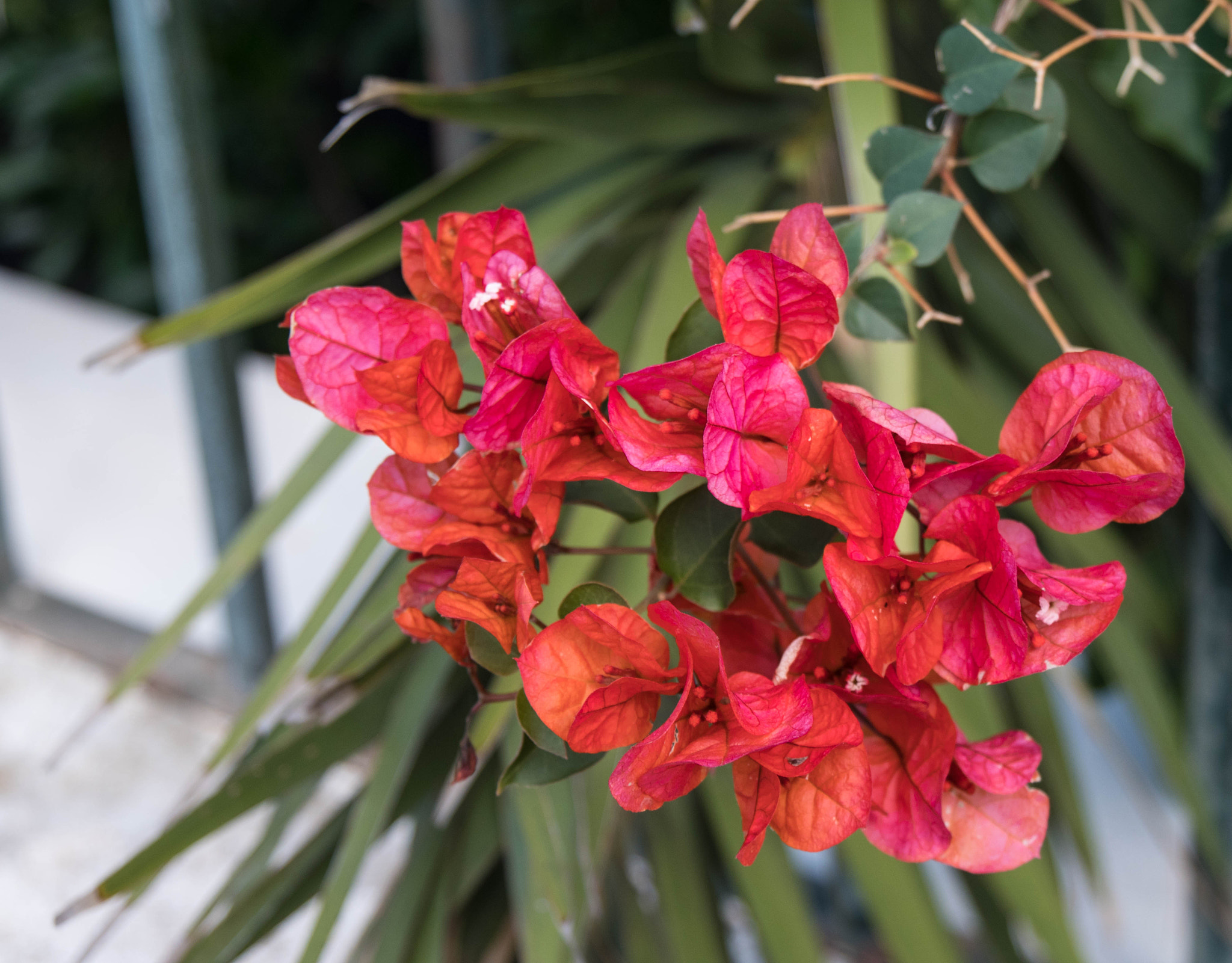 Panasonic Lumix DMC-GX8 sample photo. -1702_plants039039.jpg photography