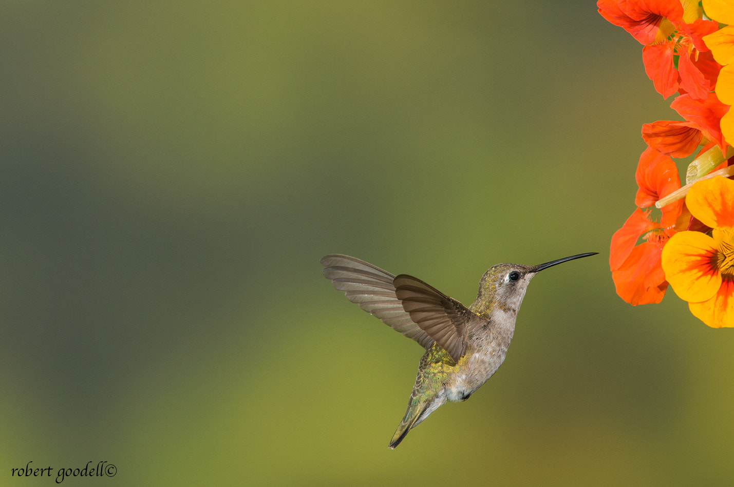 Nikon AF-S Nikkor 400mm F2.8G ED VR II sample photo. Allen's hummingbird feeds on nectar photography