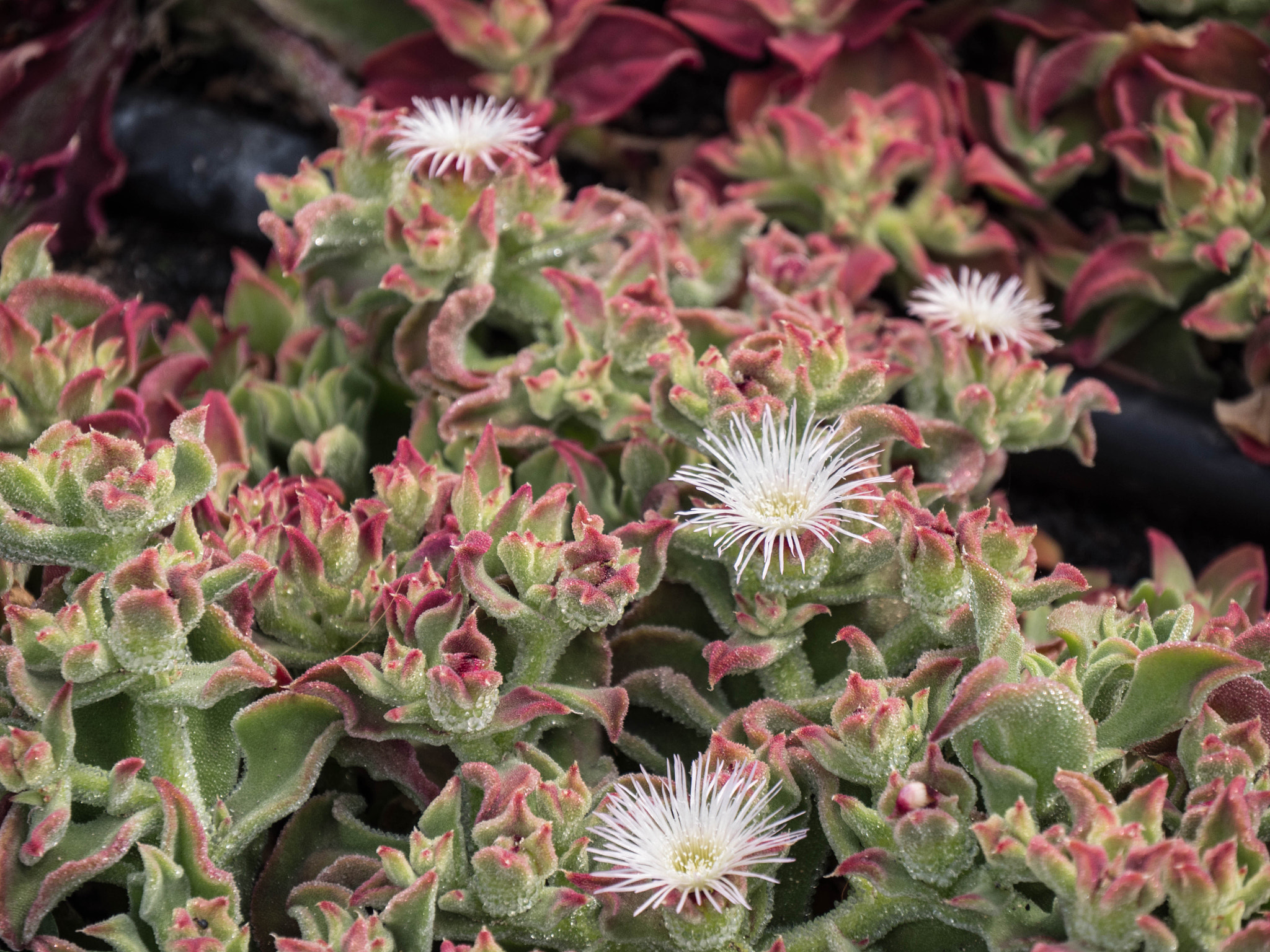 Panasonic Lumix DMC-GX8 sample photo. -1702_plants070070.jpg photography
